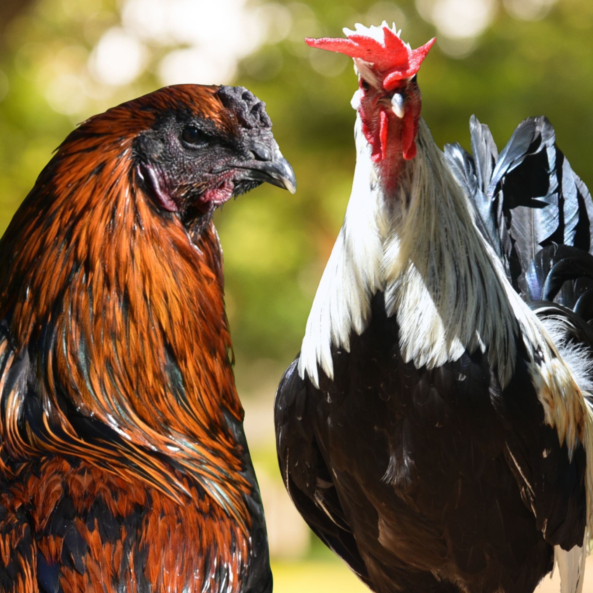 Gamefowl Assortment