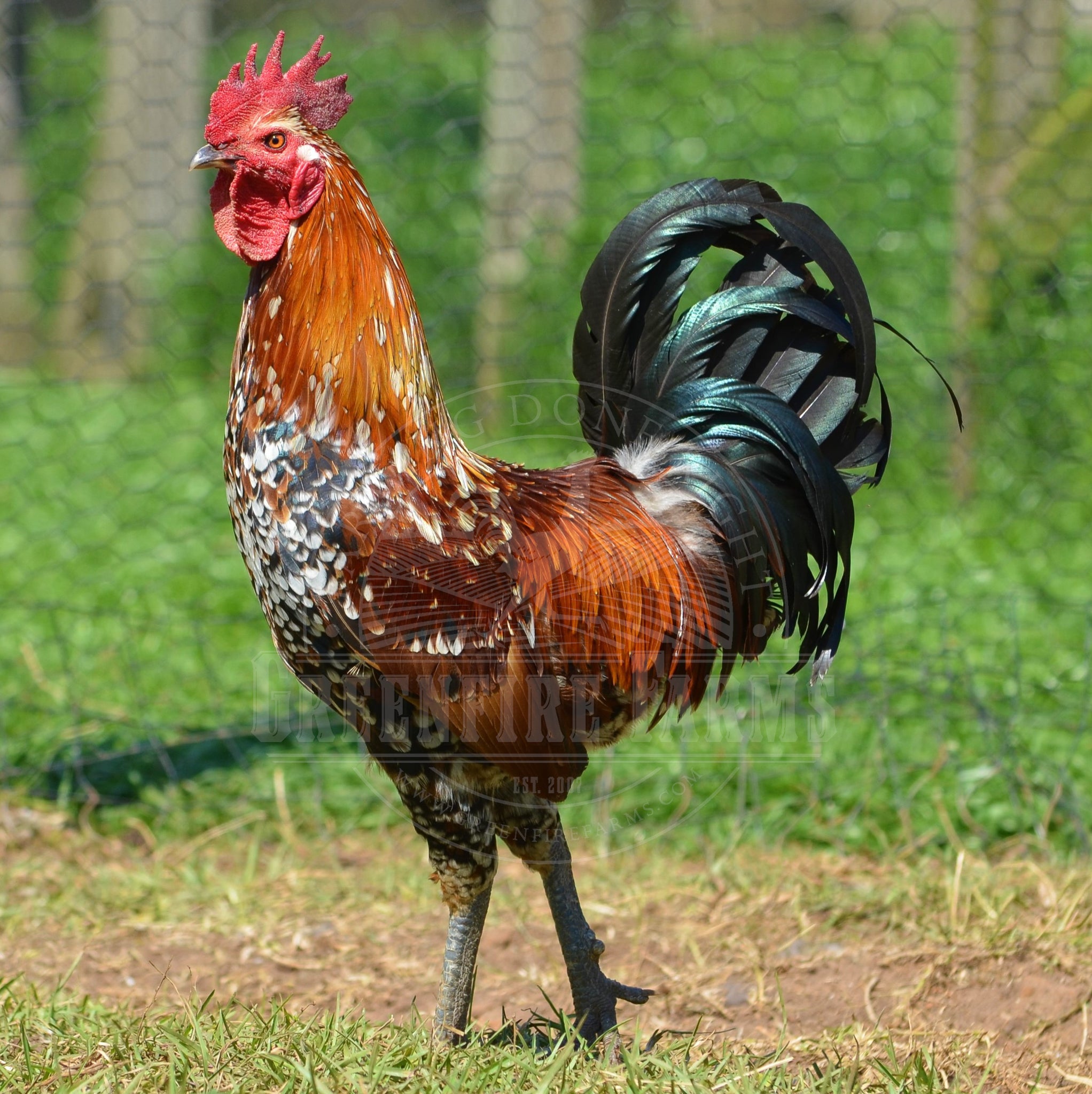 Ayam Ketawa