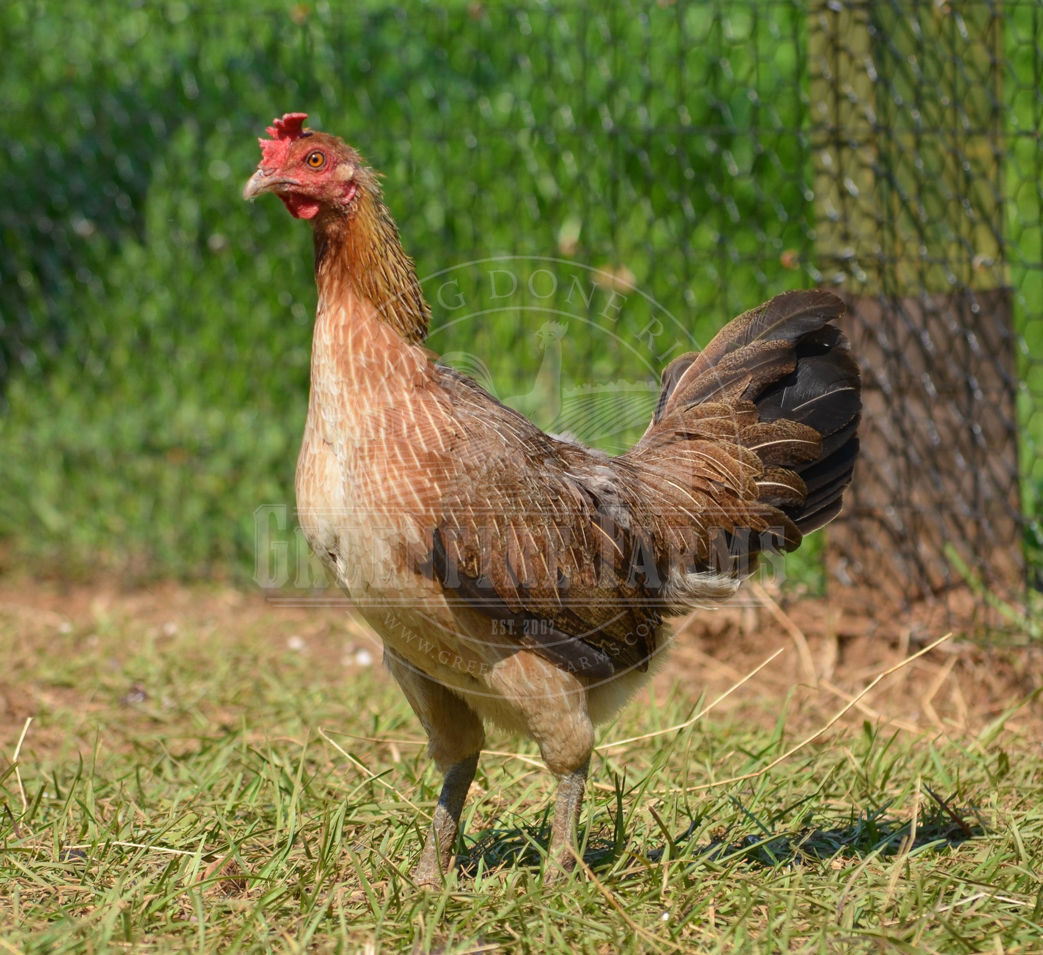 Ayam Ketawa