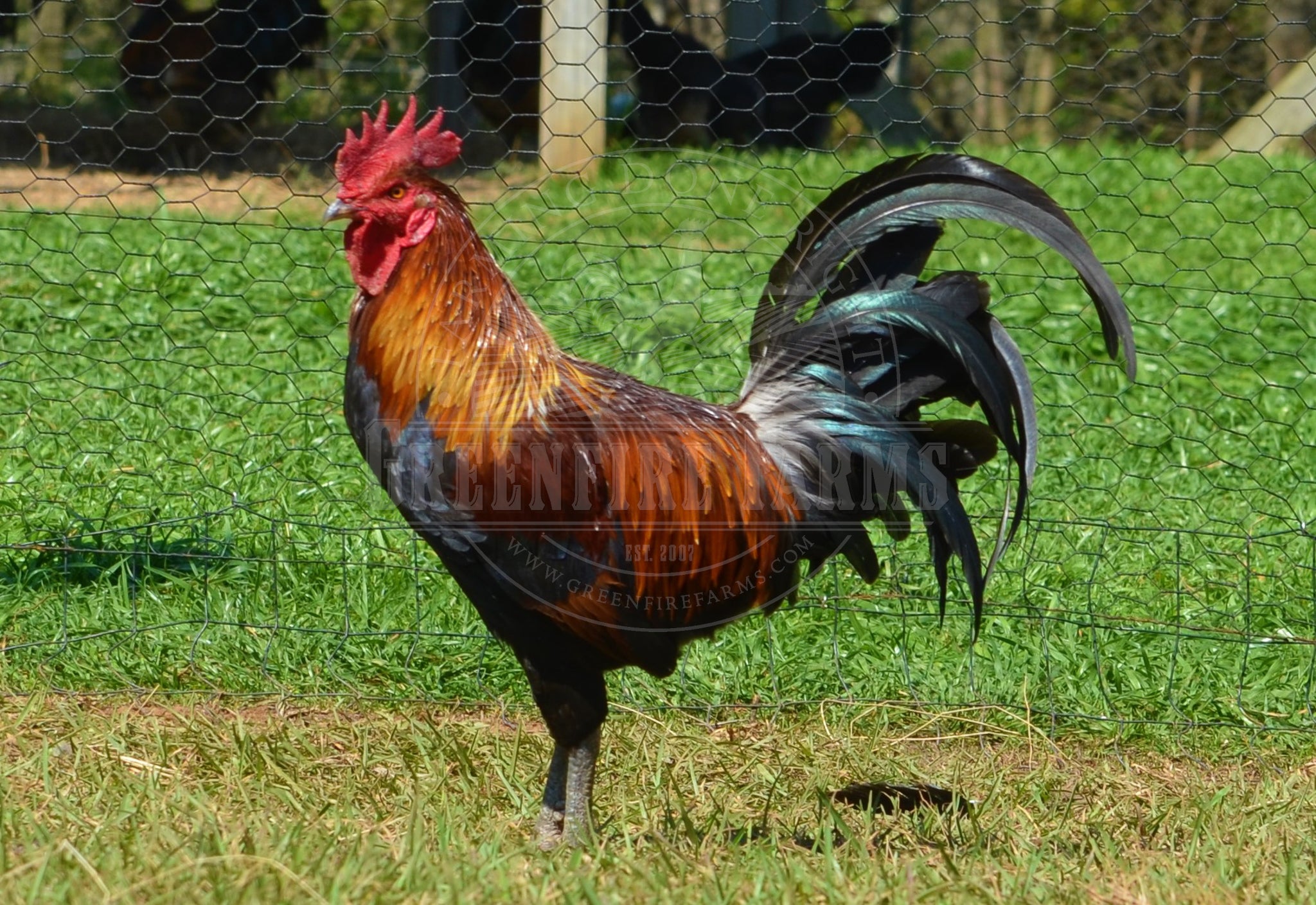 Ayam Ketawa