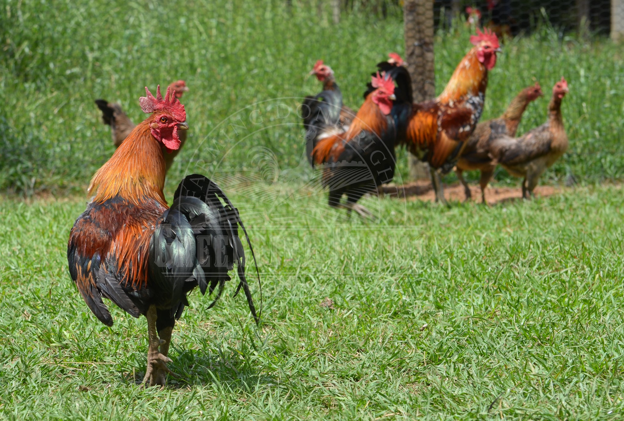 Ayam Ketawa
