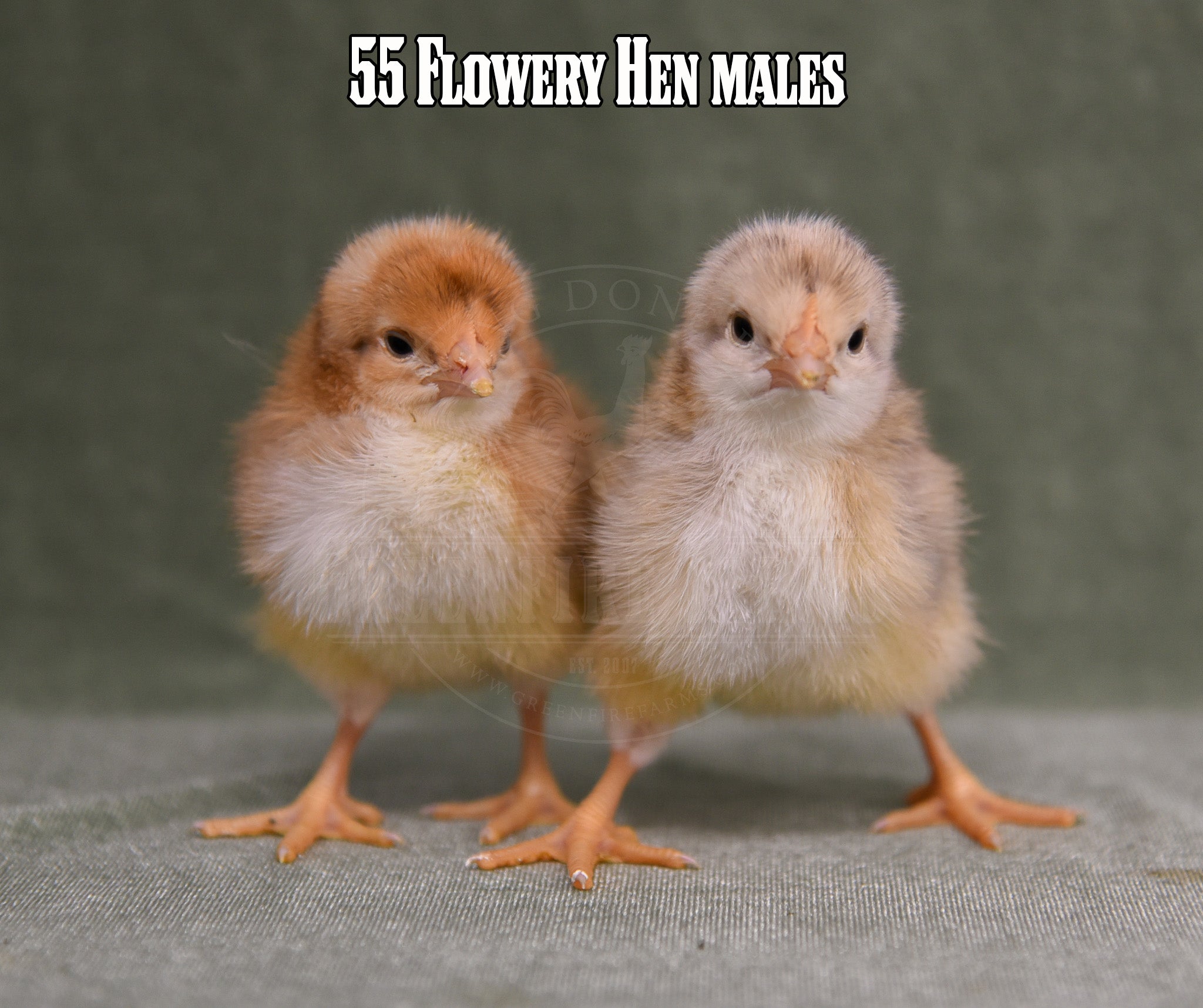 Assorted Males