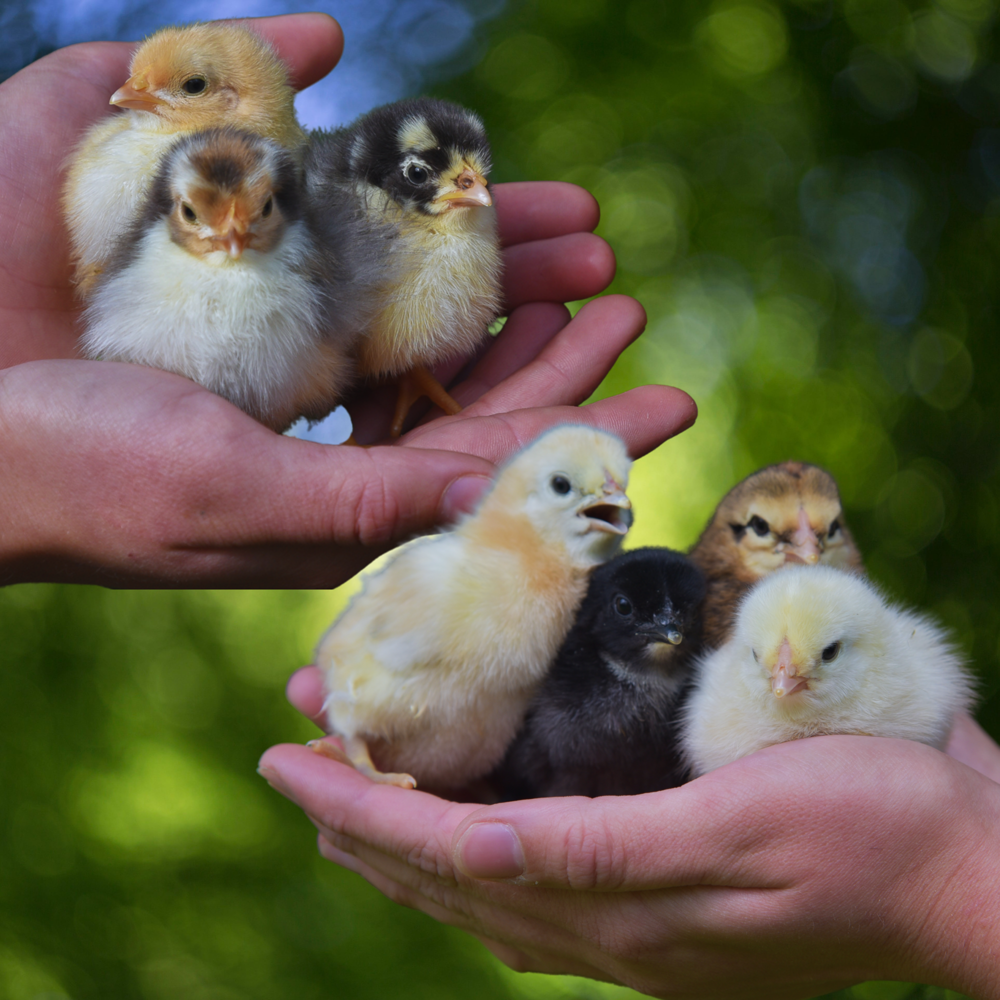 Excess Hatch for August 11, 2026