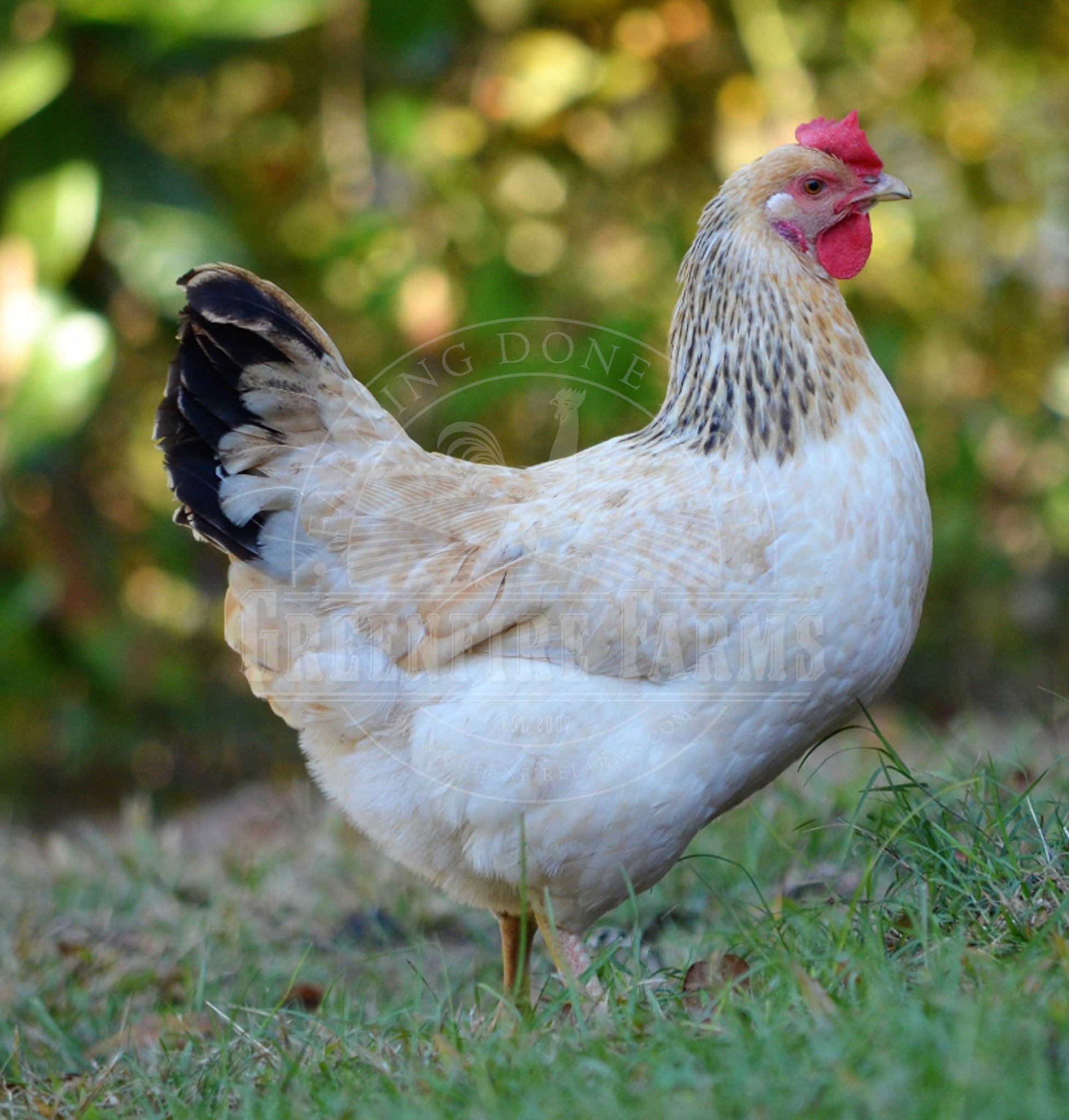 Basque Hen