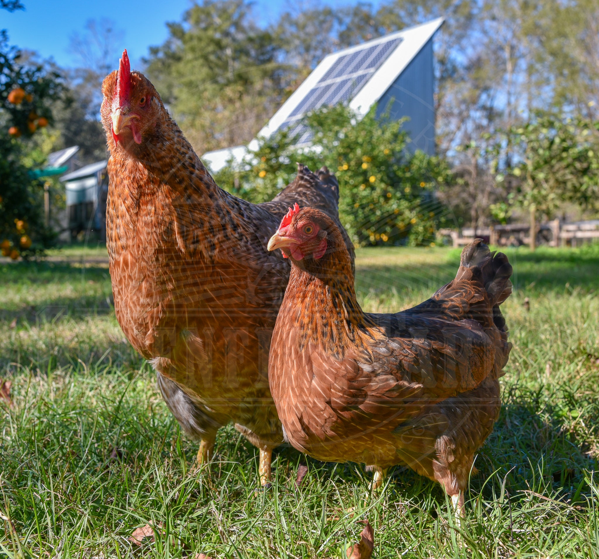 Bantam Bielefelder