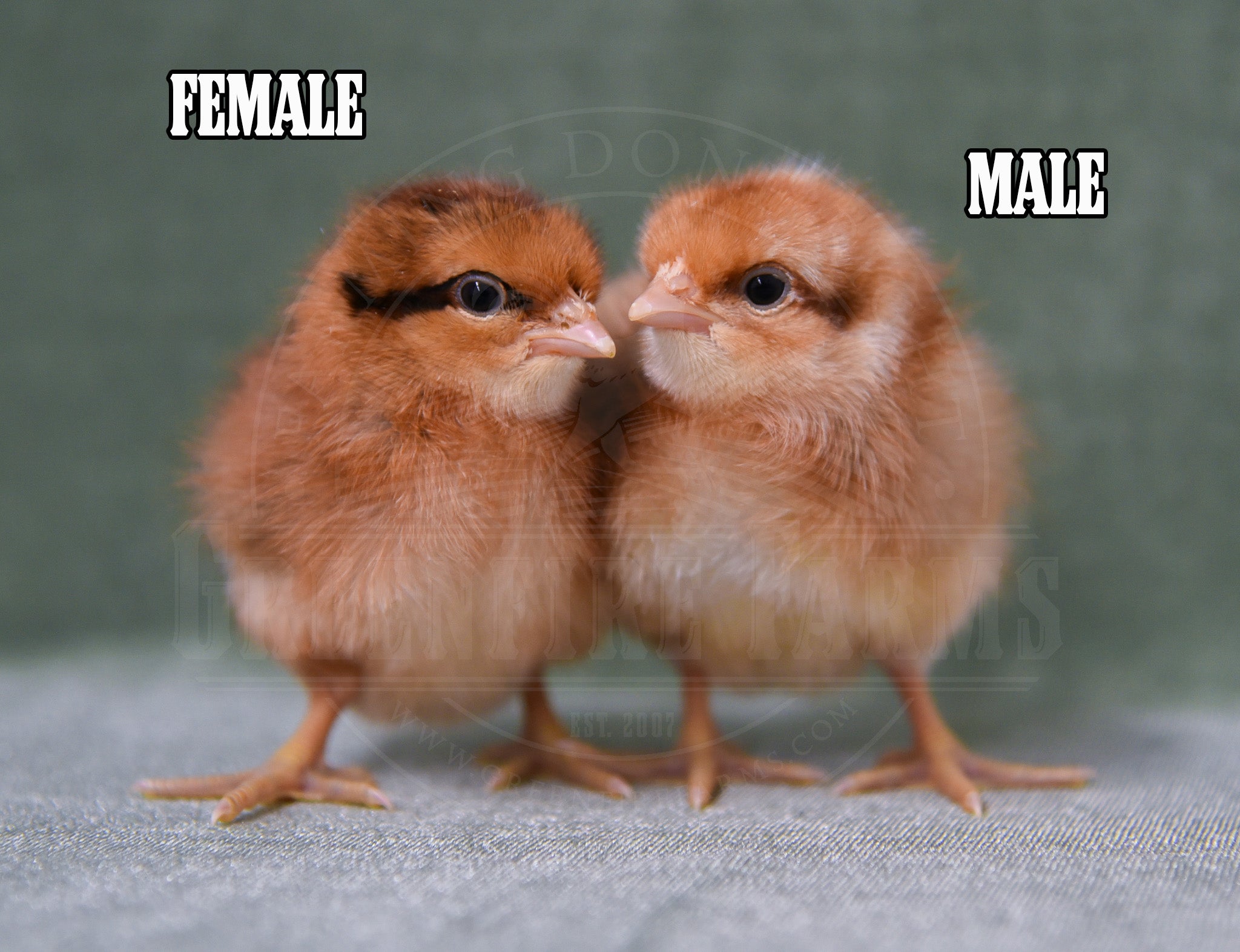 Bantam Bielefelder