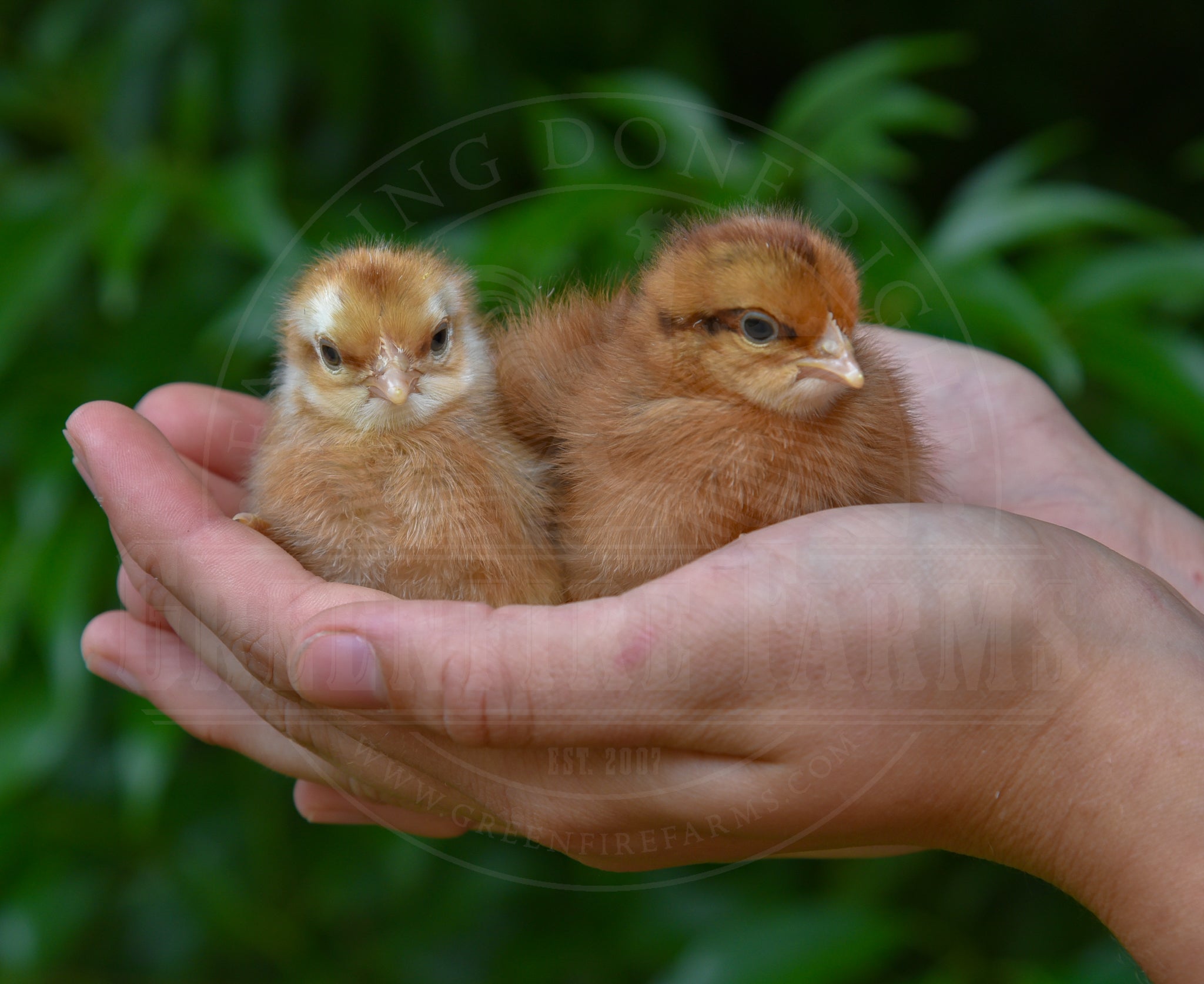 Bantam Bielefelder