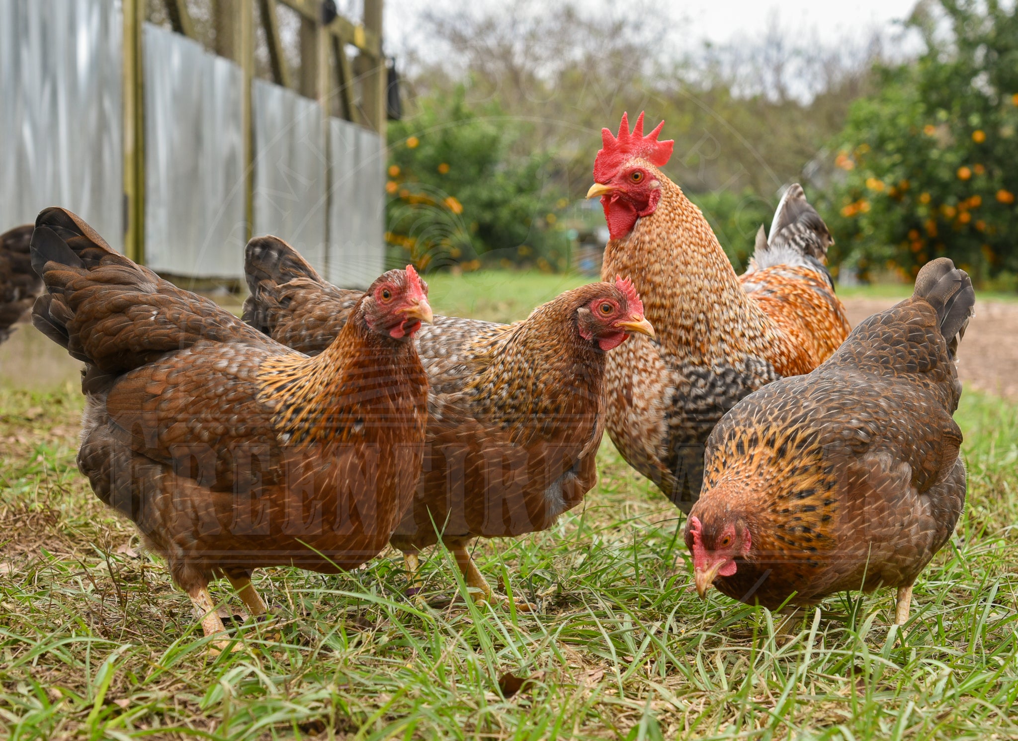 Bantam Bielefelder