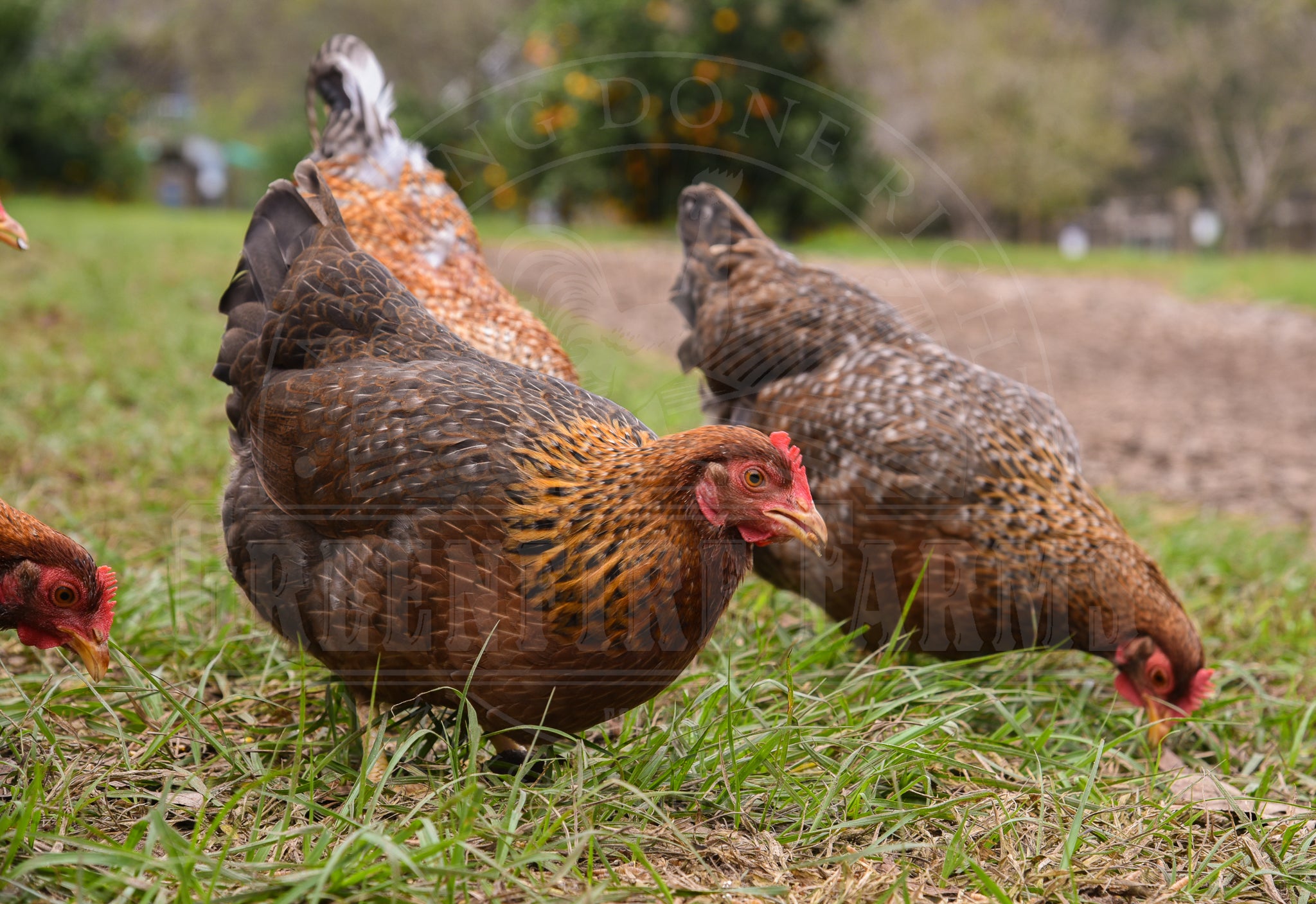 Bantam Bielefelder