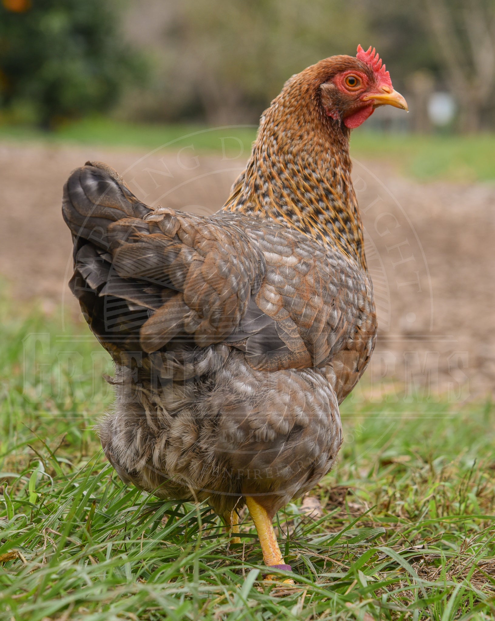 Bantam Bielefelder