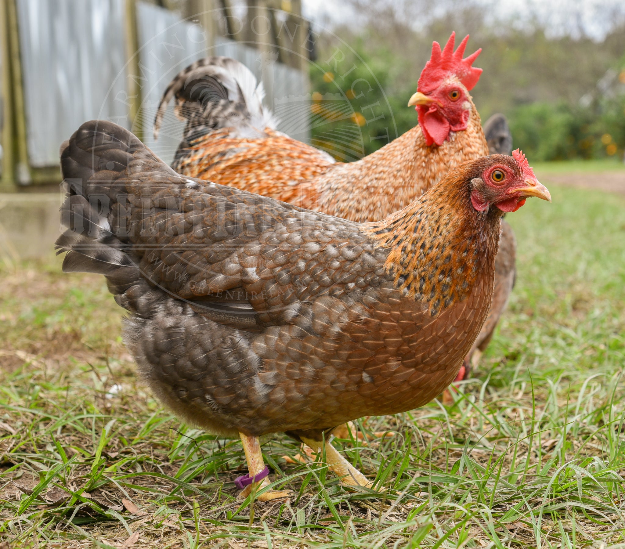 Bantam Assortment