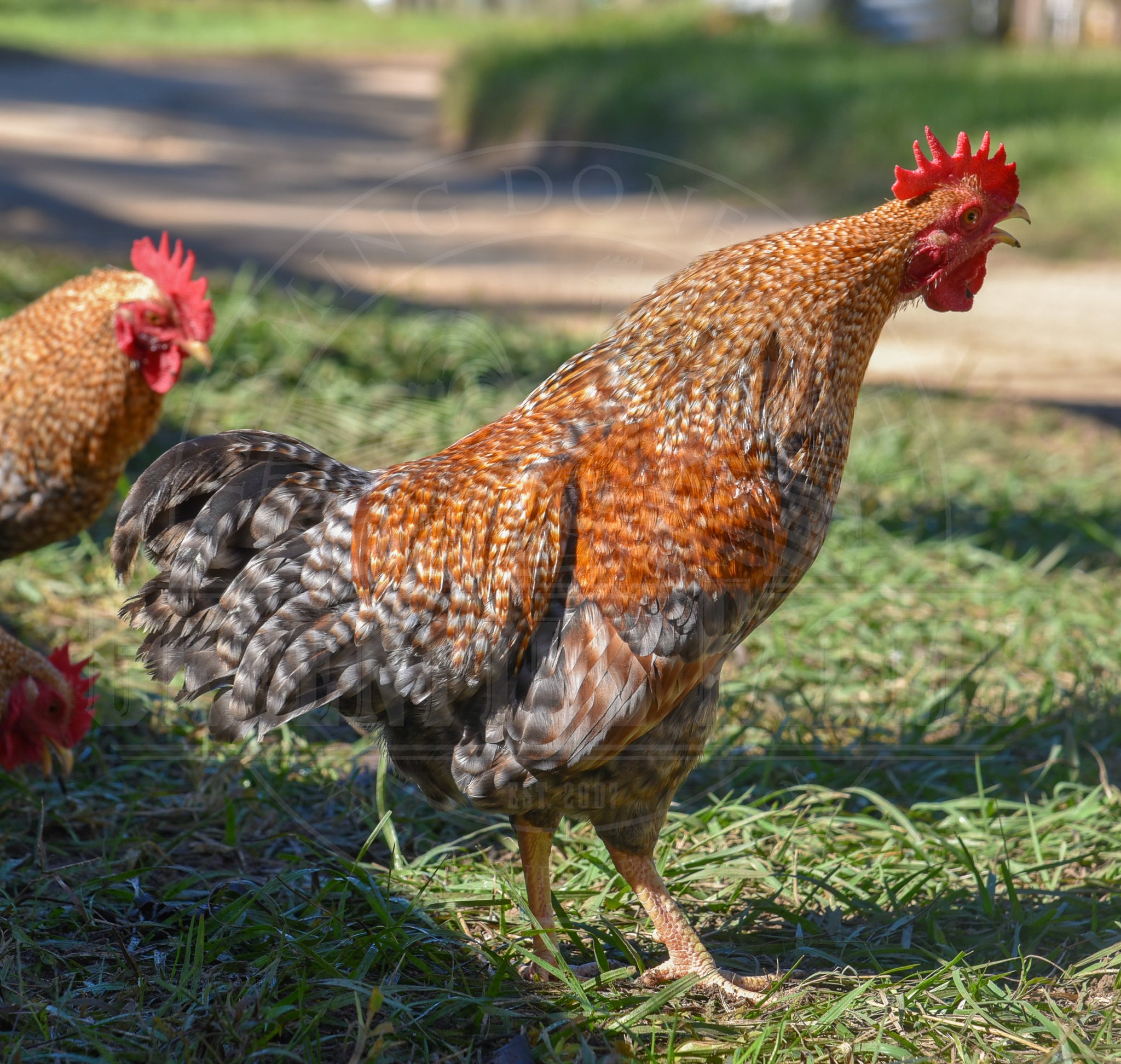 Bantam Bielefelder