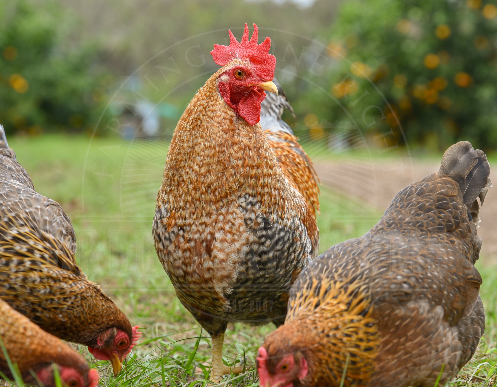 Bantam Bielefelder