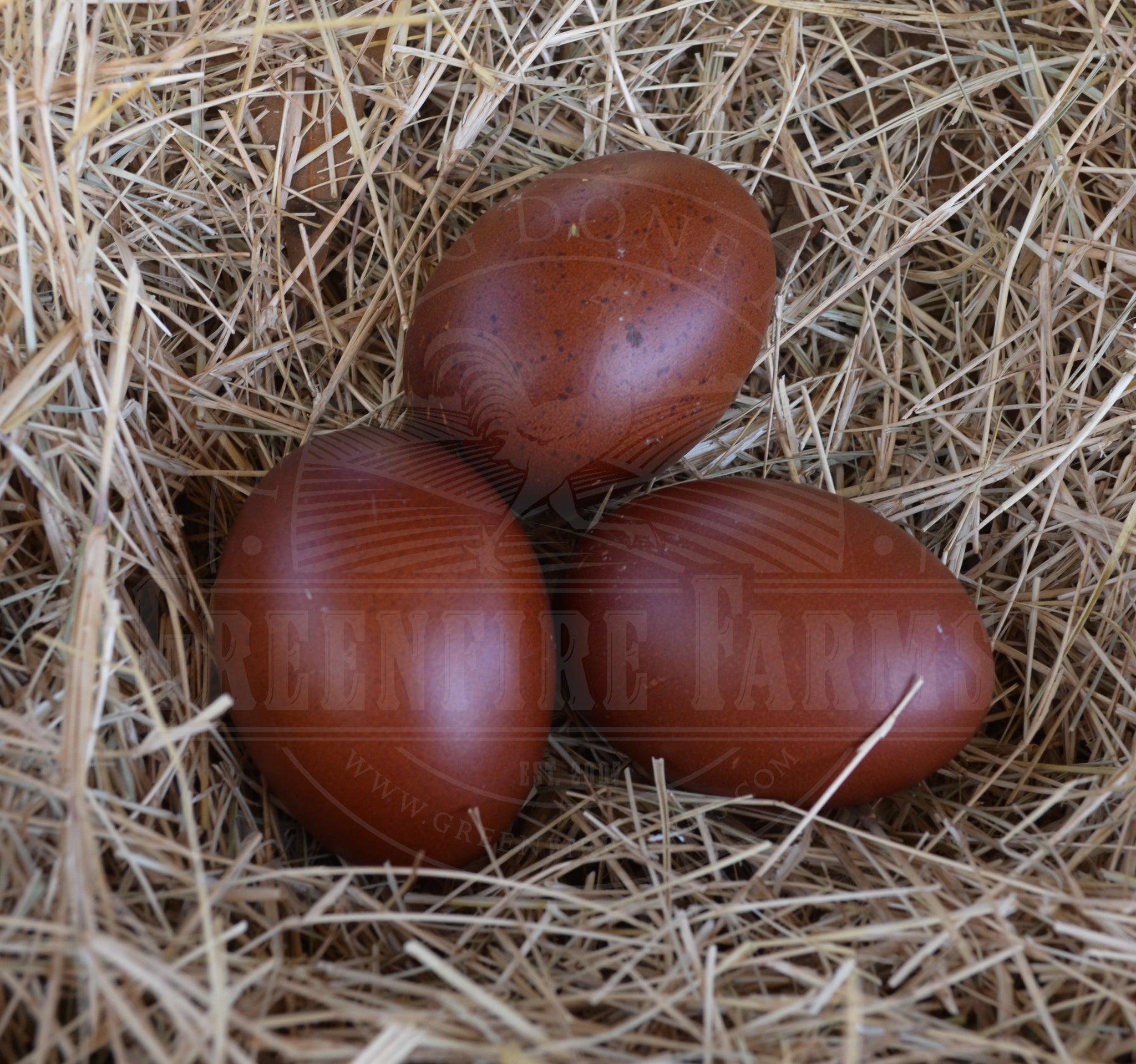 Black Copper Marans