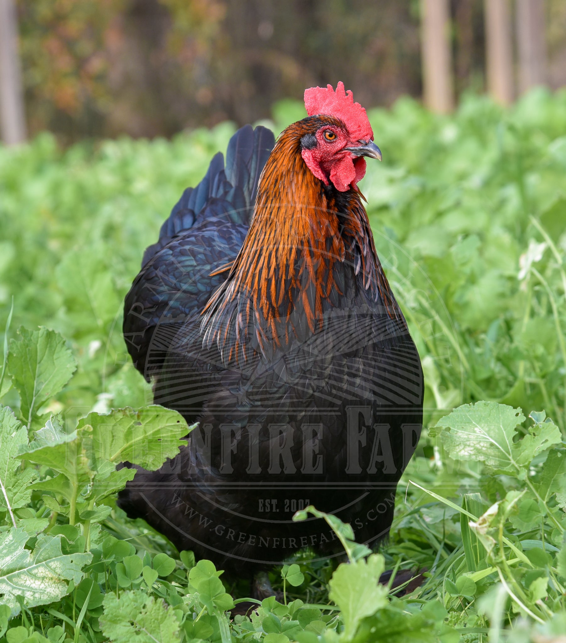 Black Copper Marans