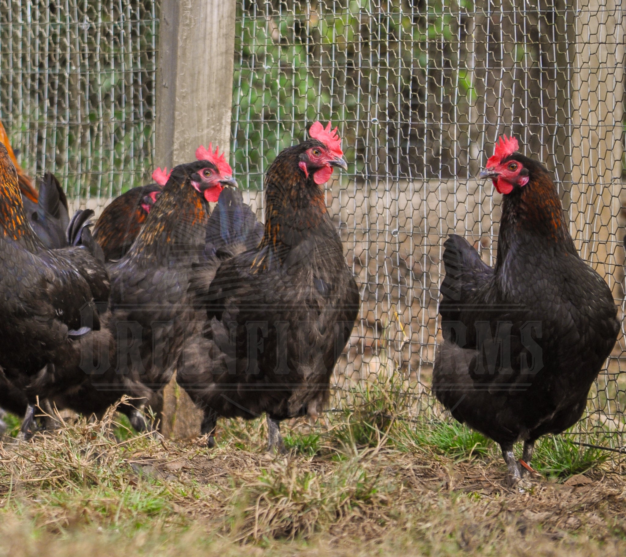 Black Copper Marans