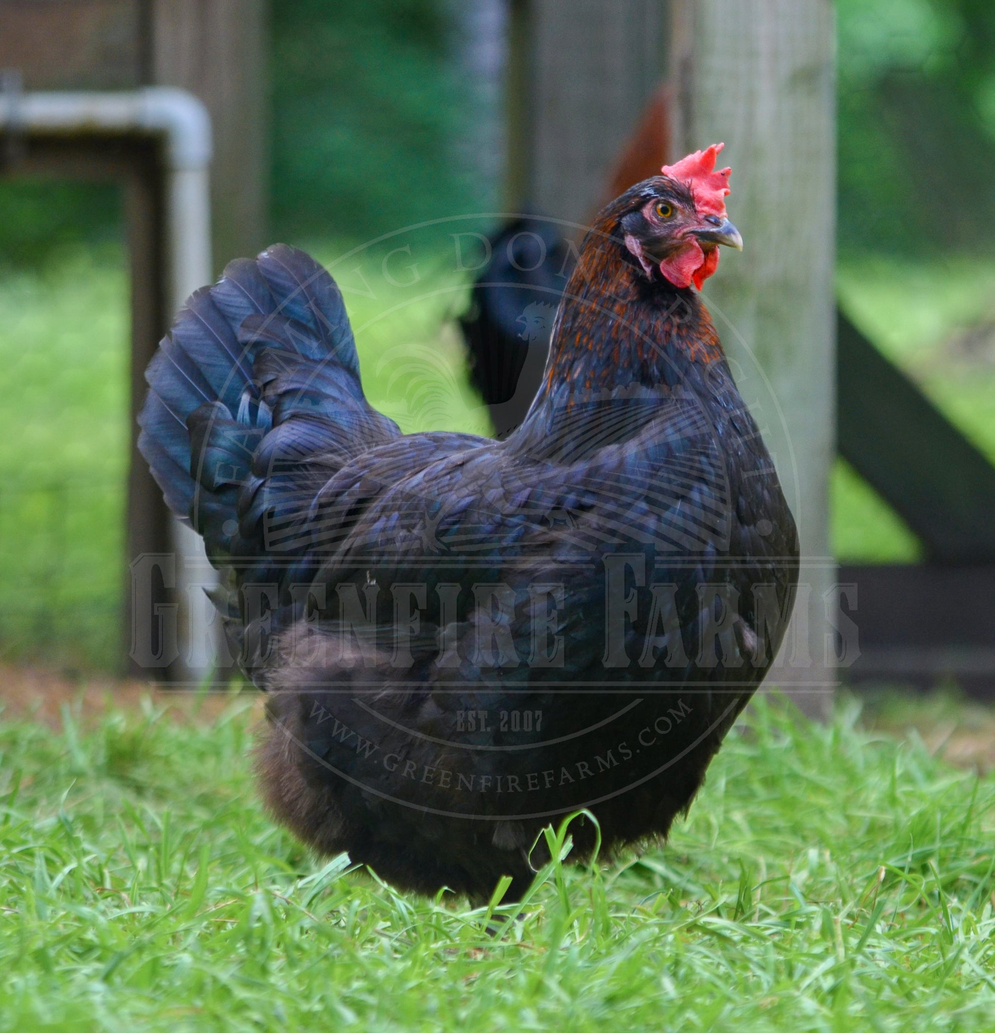 Black Copper Marans