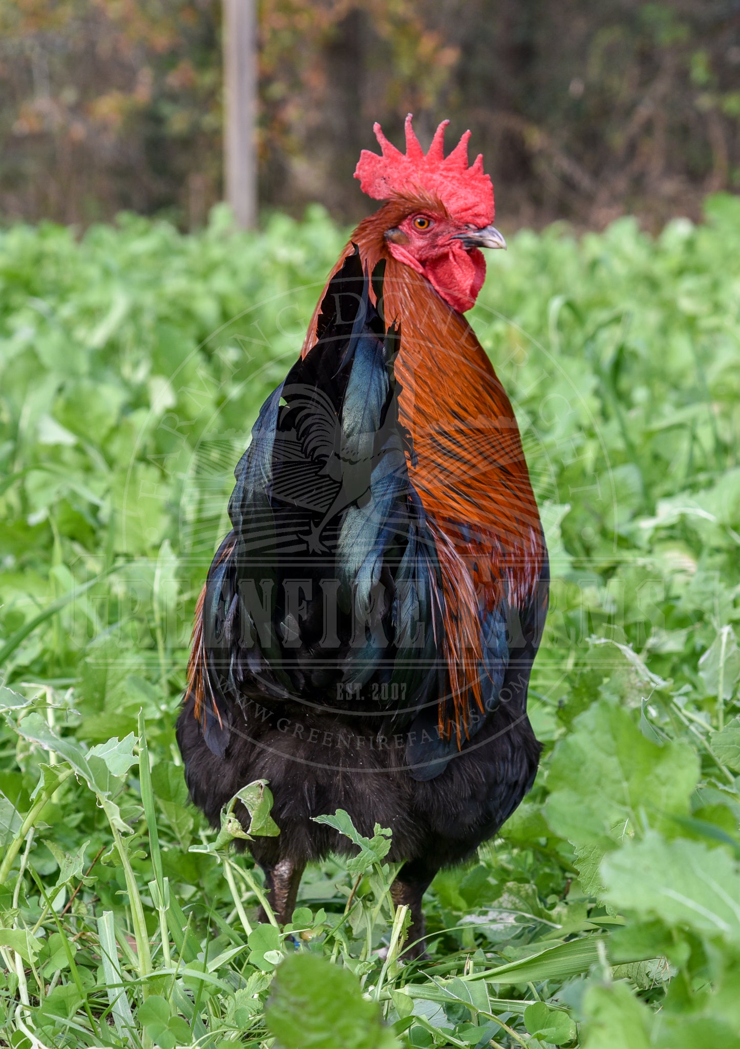 Black Copper Marans