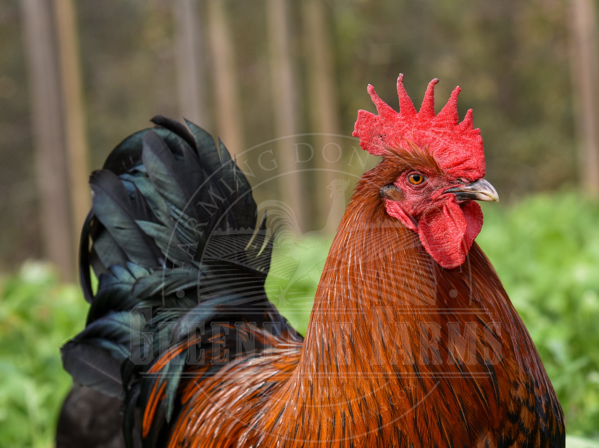 Black Copper Marans