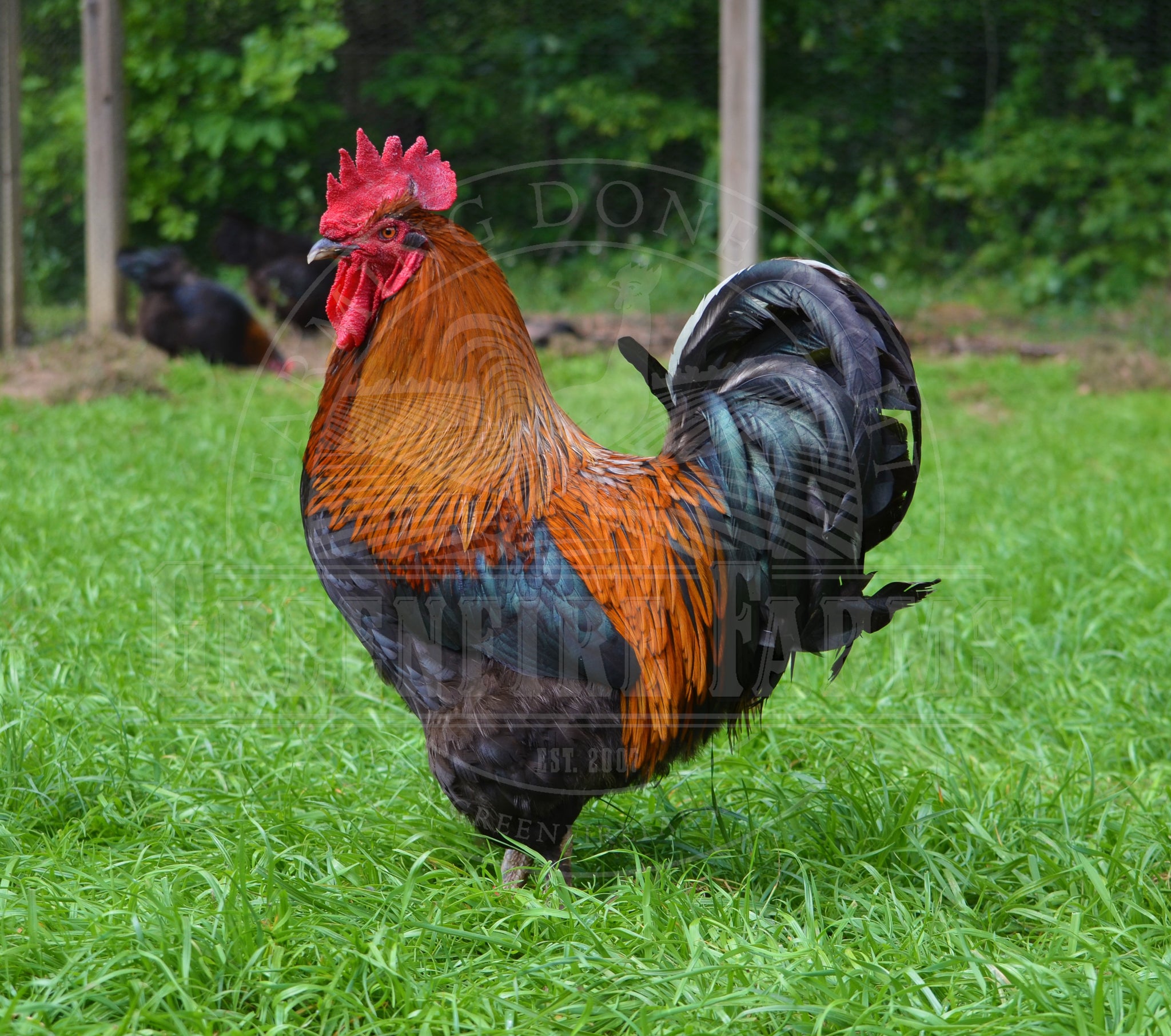 Black Copper Marans