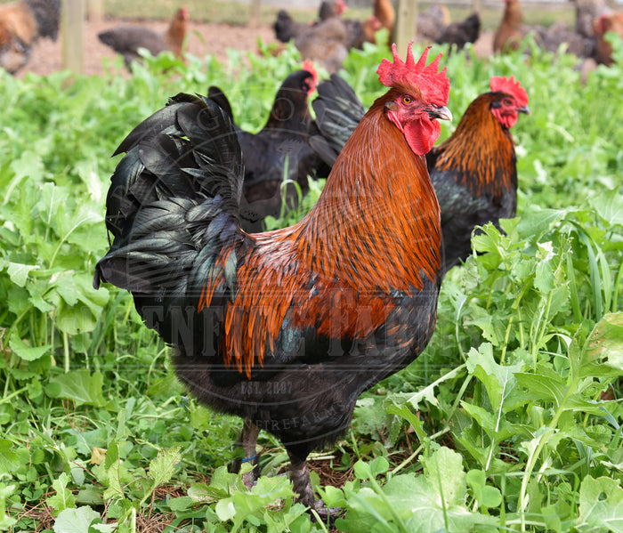 Black Copper Marans