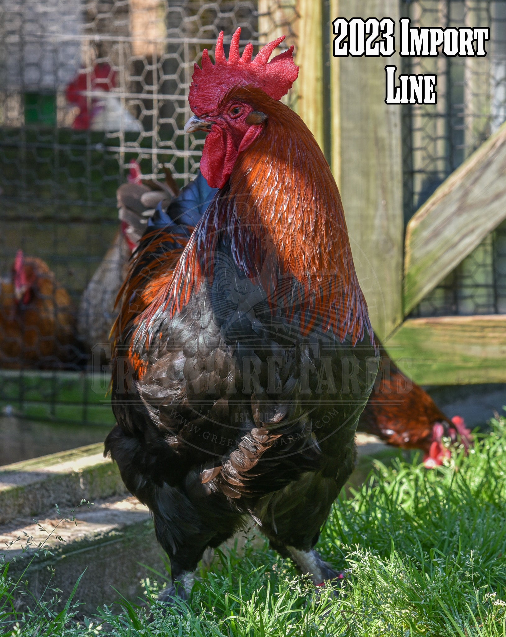 Black Copper Marans