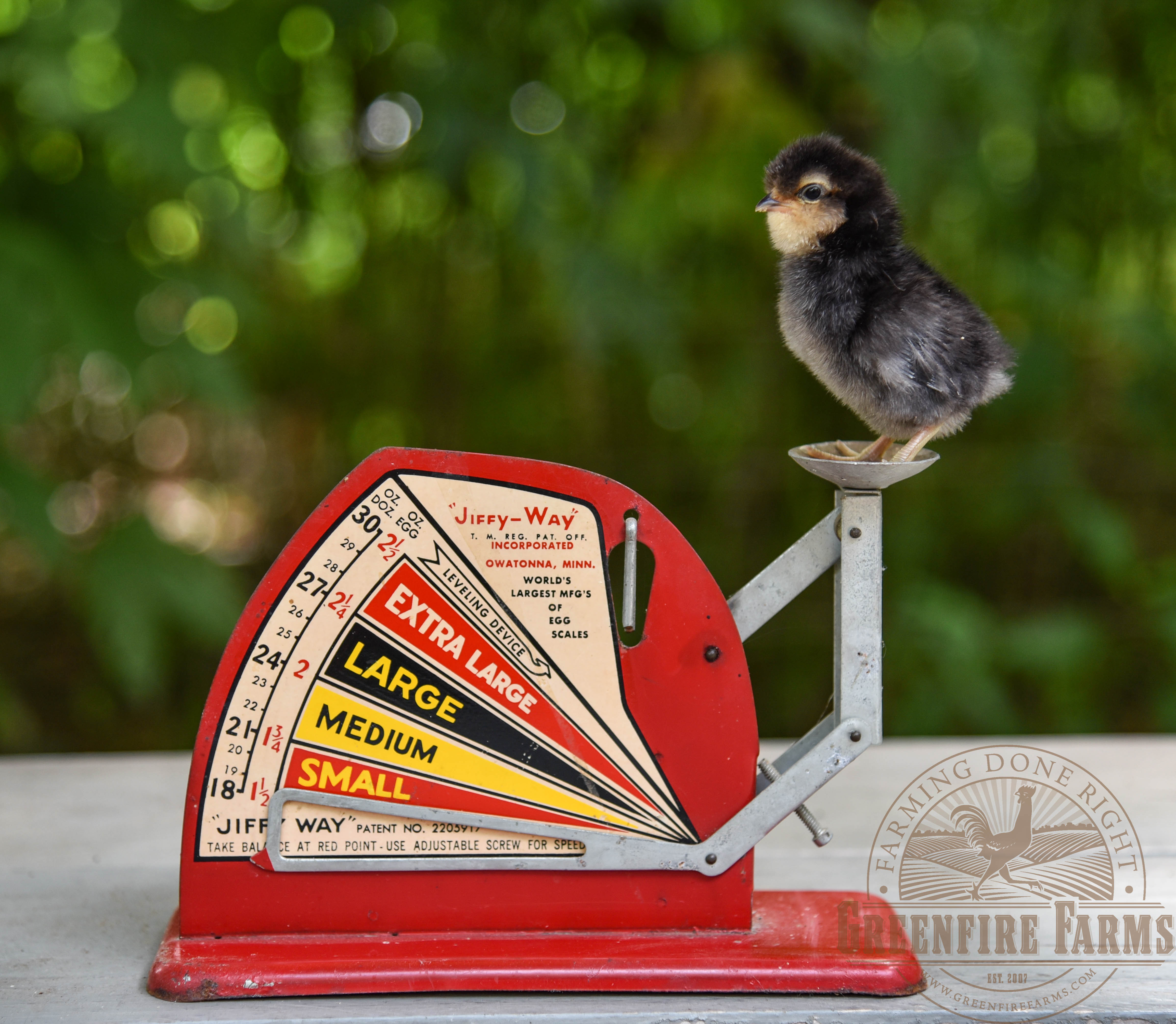 Bantam Assortment