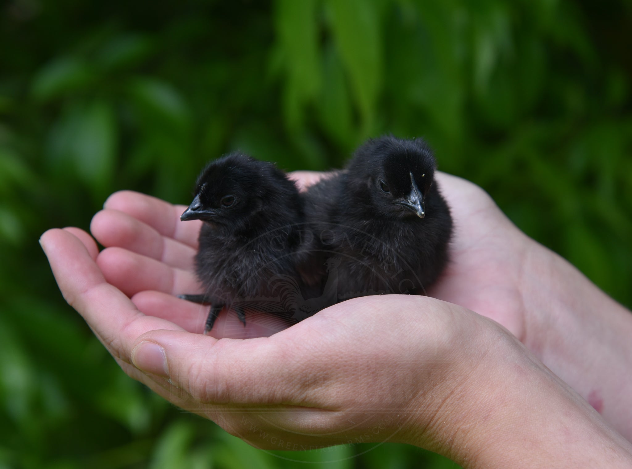Ayam Cemani