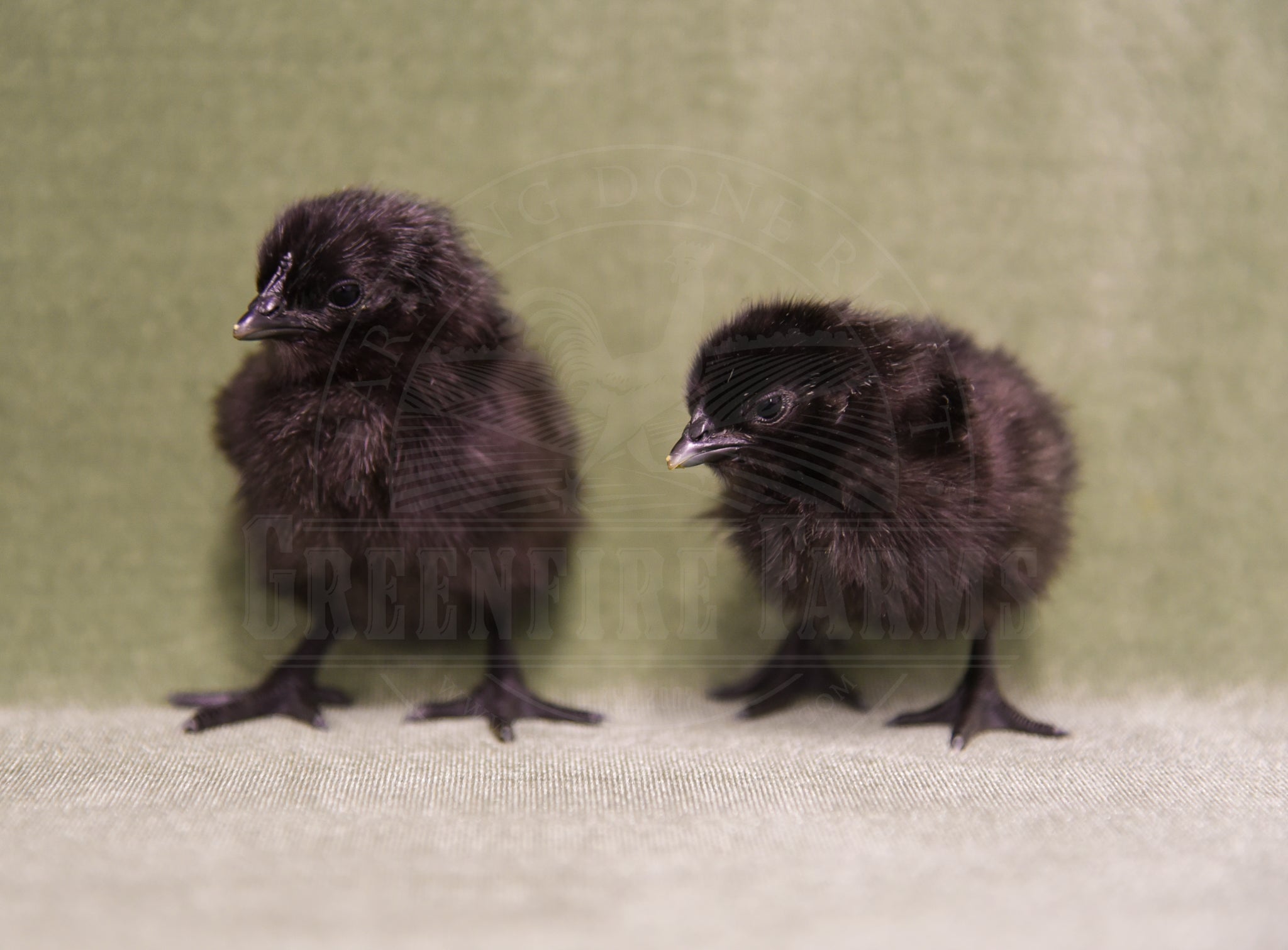 Ayam Cemani