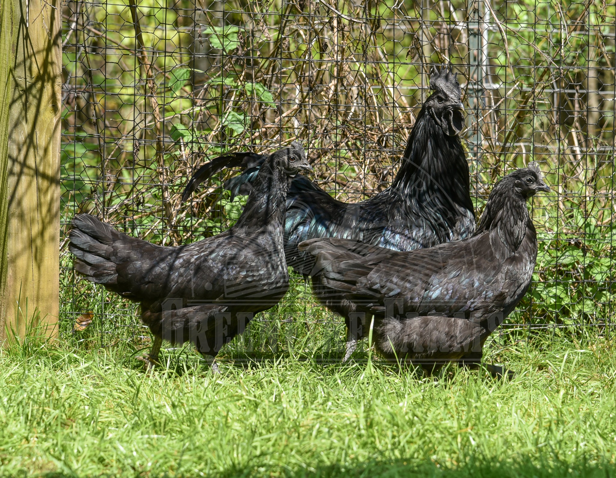 Ayam Cemani