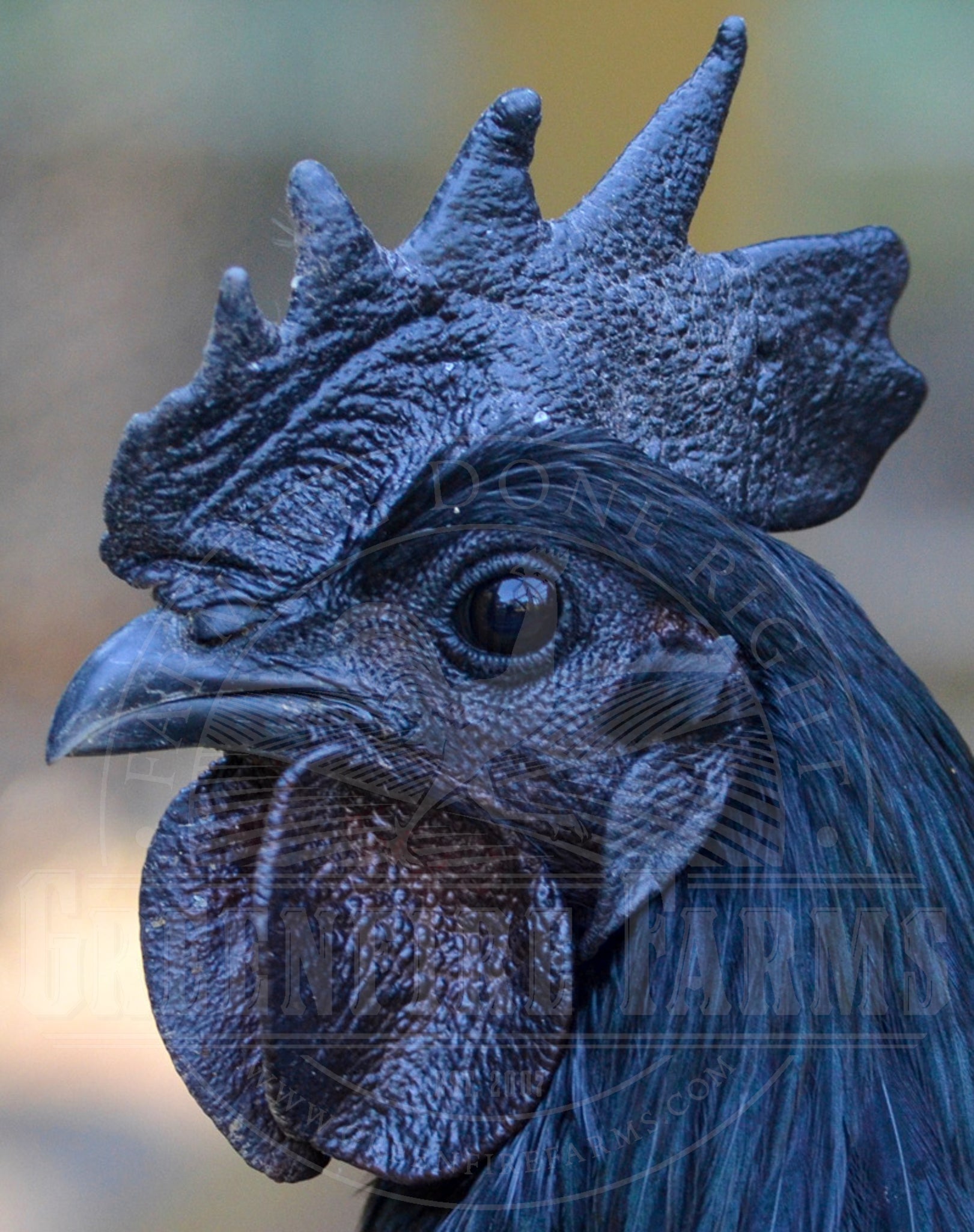 Ayam Cemani