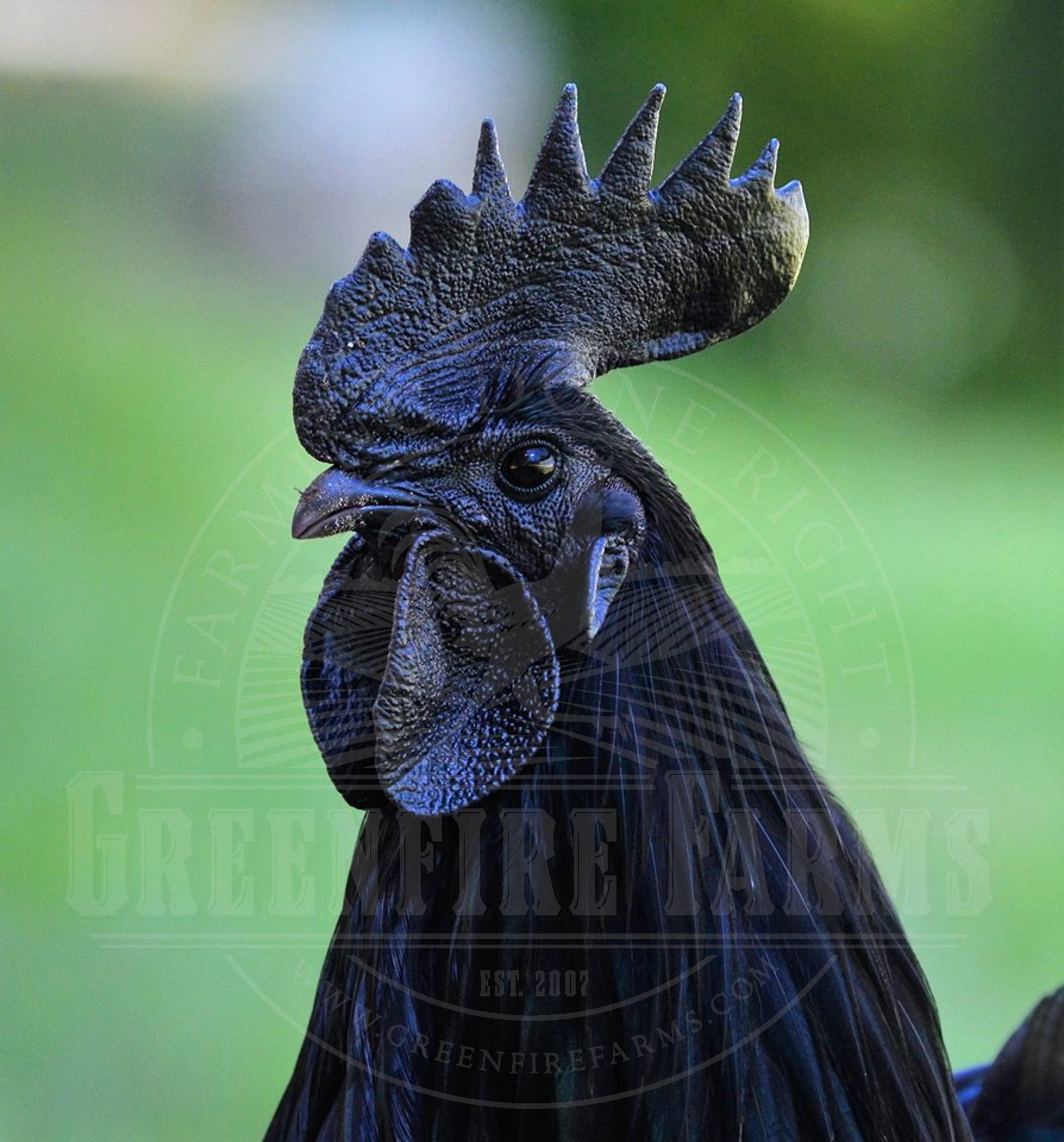 Ayam Cemani