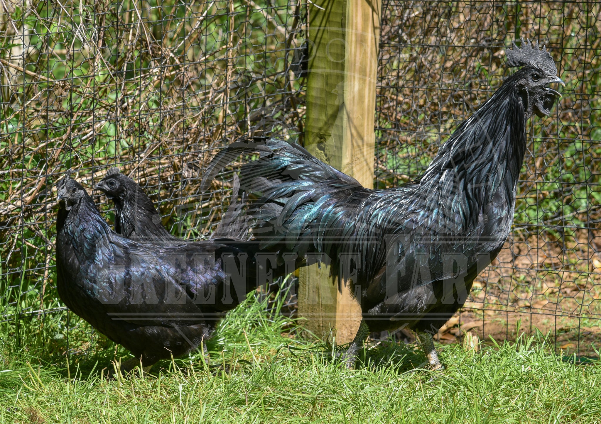 Ayam Cemani