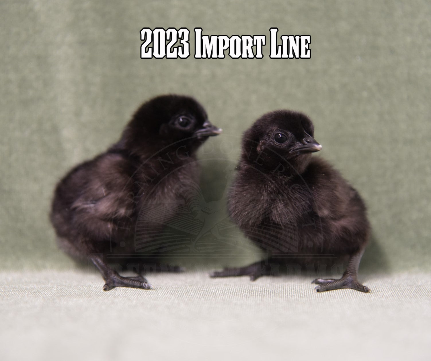 Ayam Cemani