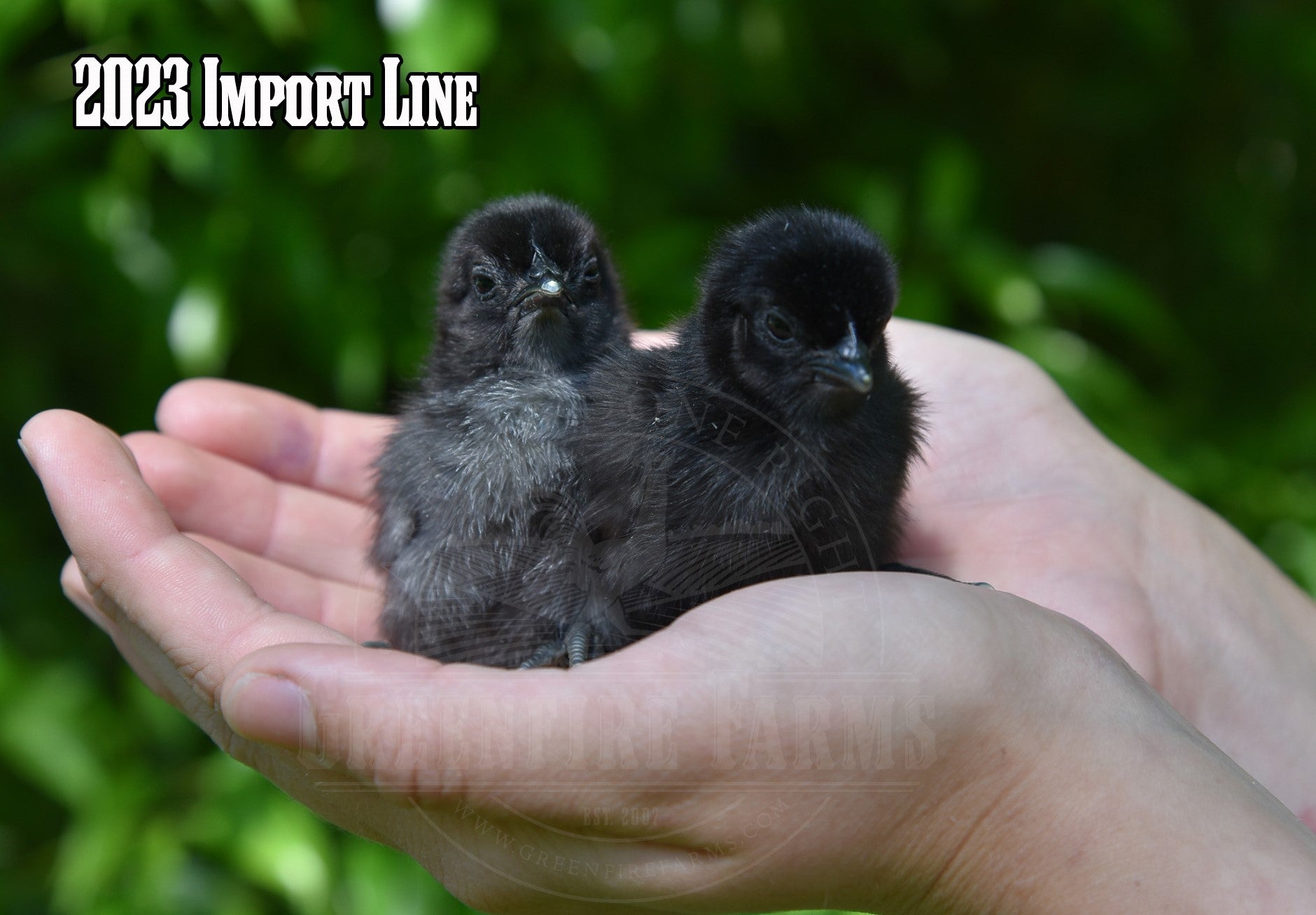 Ayam Cemani