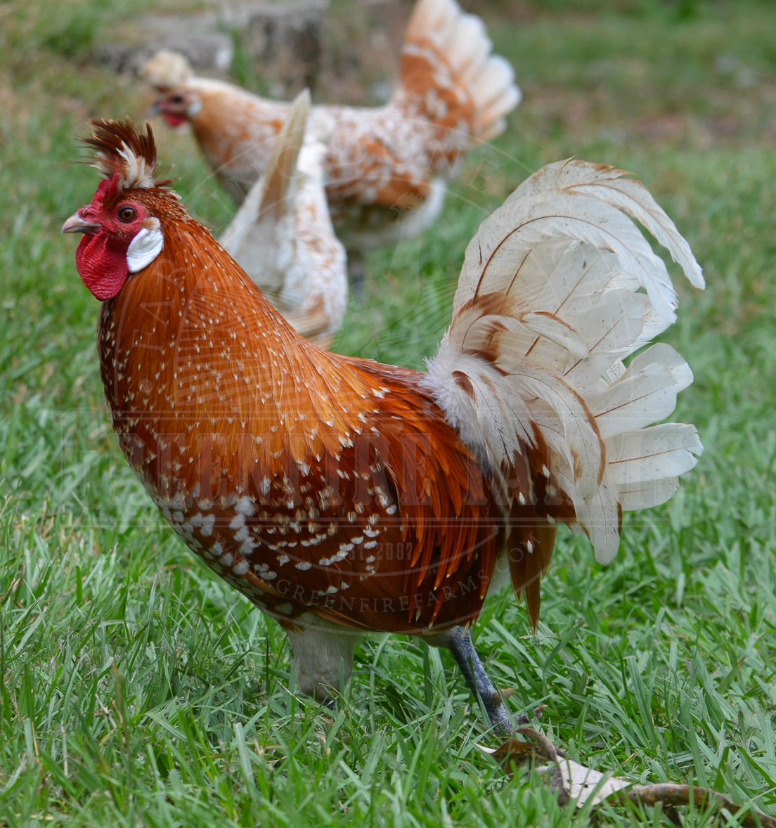 Chamois Spitzhauben