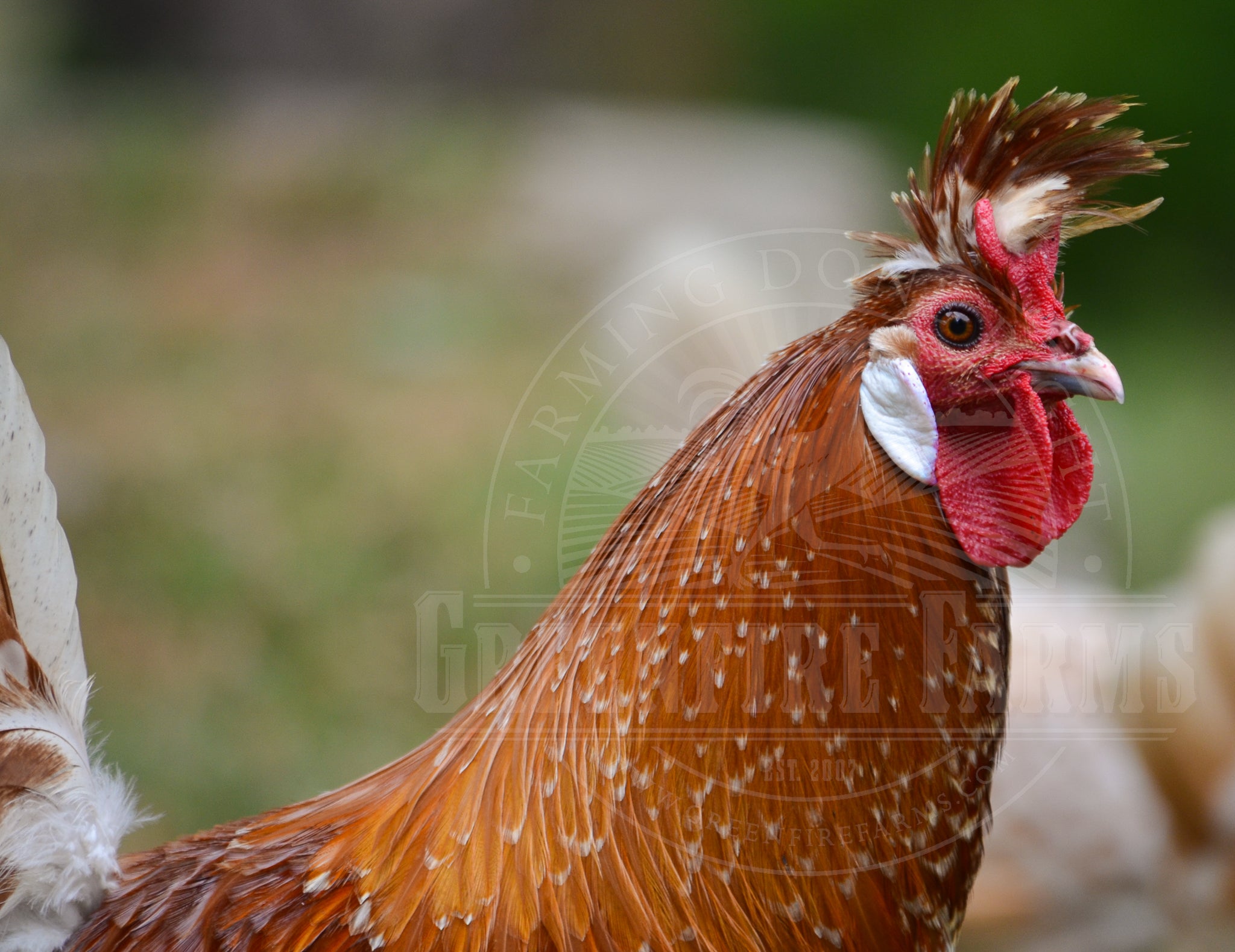 Chamois Spitzhauben