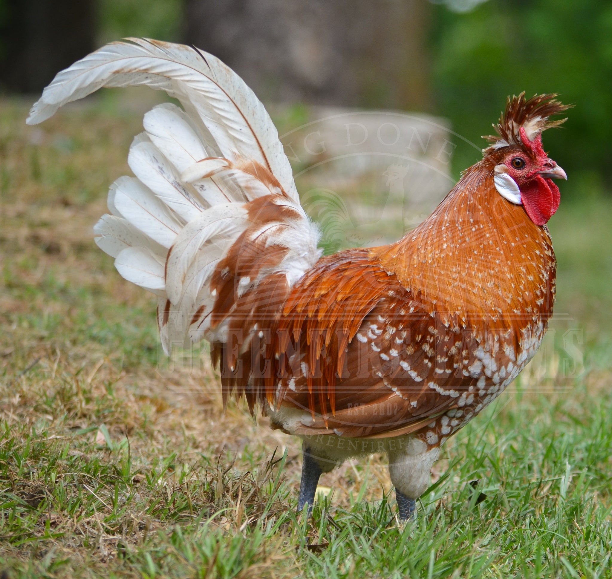 Chamois Spitzhauben