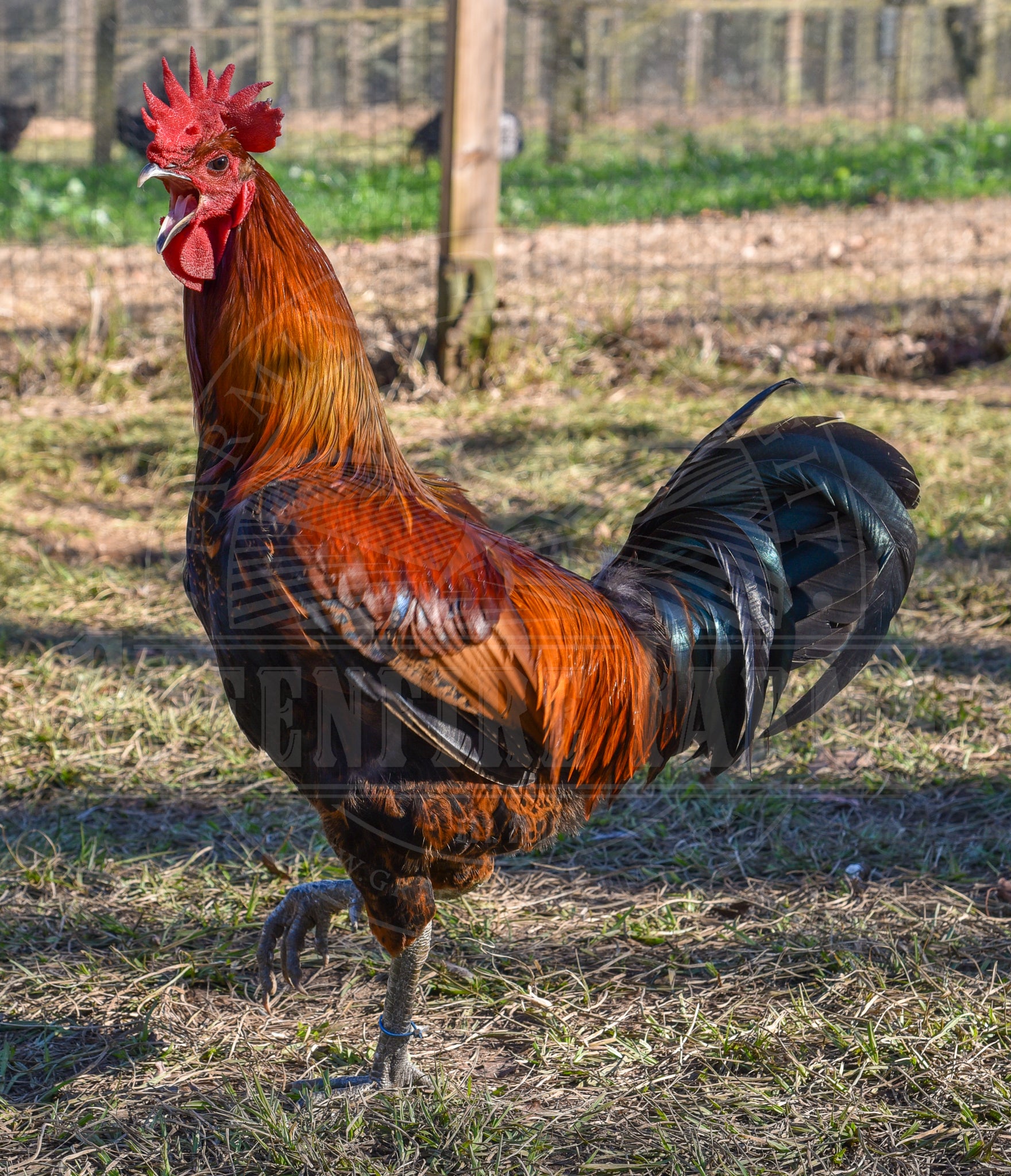 Denizli Longcrower