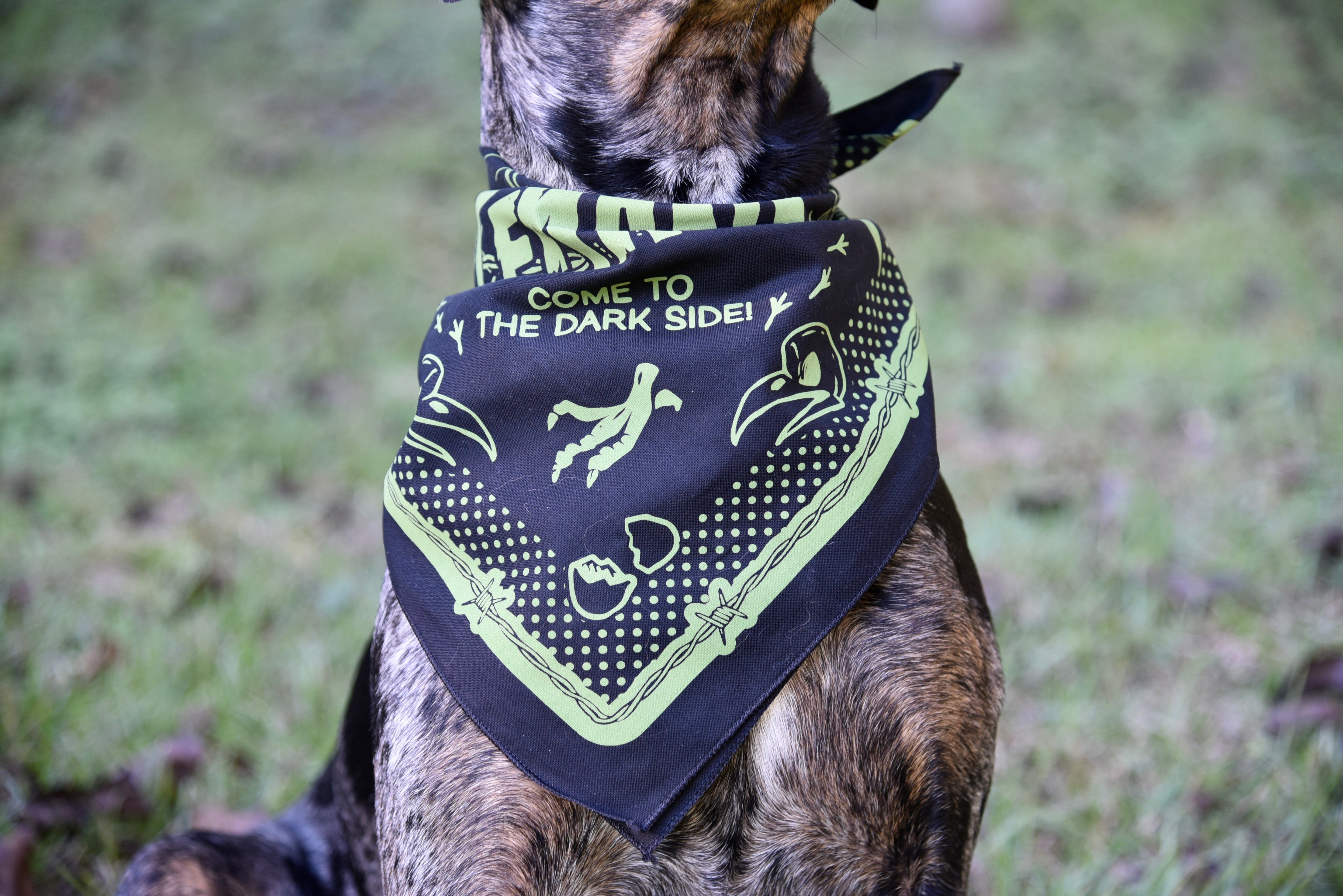 Ayam Cemani Bandana