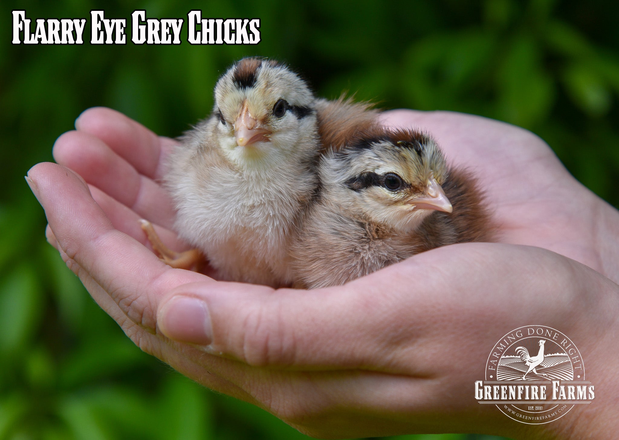 Gamefowl Assortment