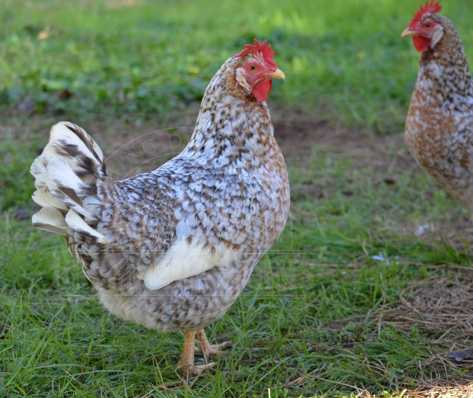 55 Flowery Hen