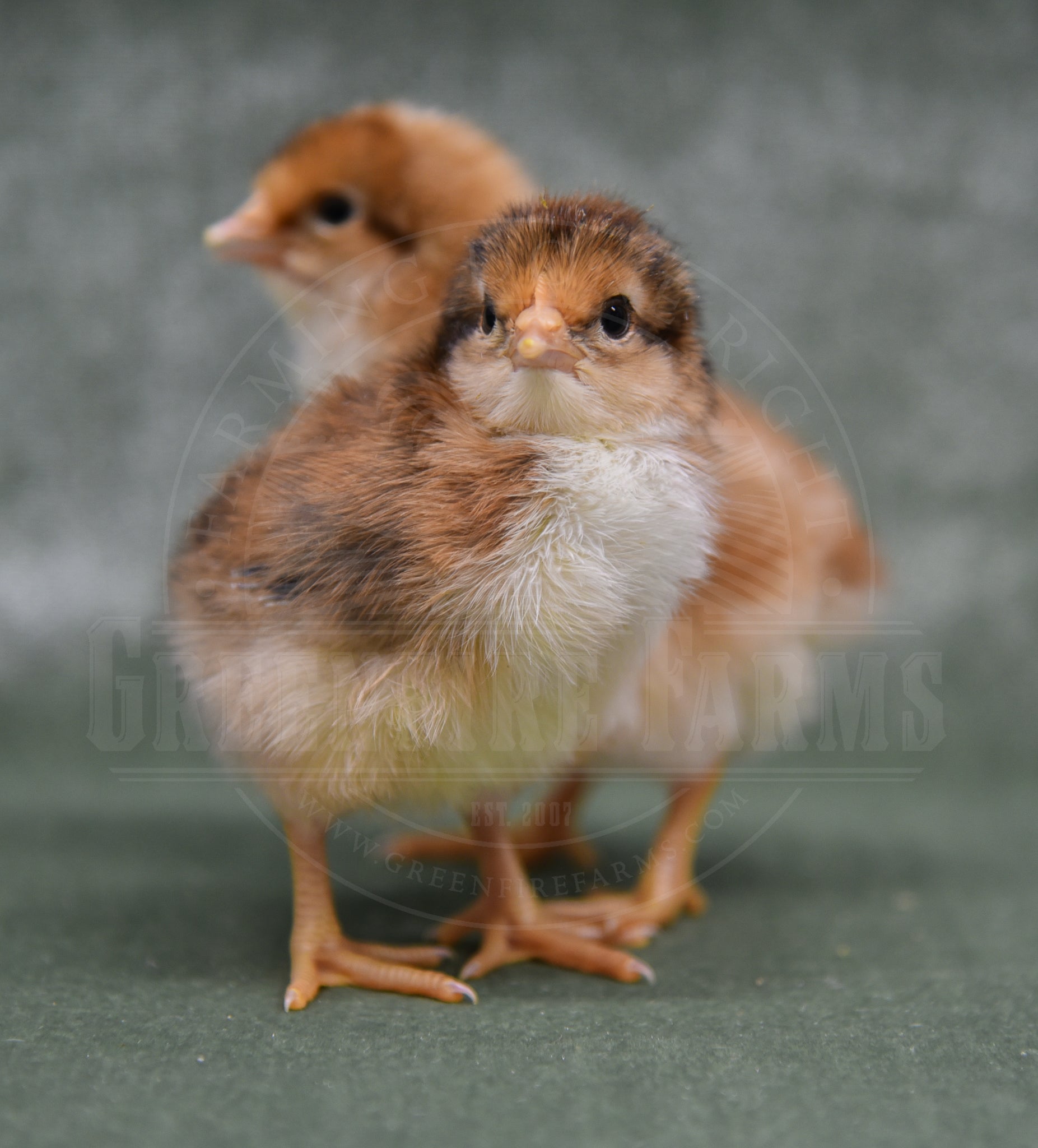 55 Flowery Hen