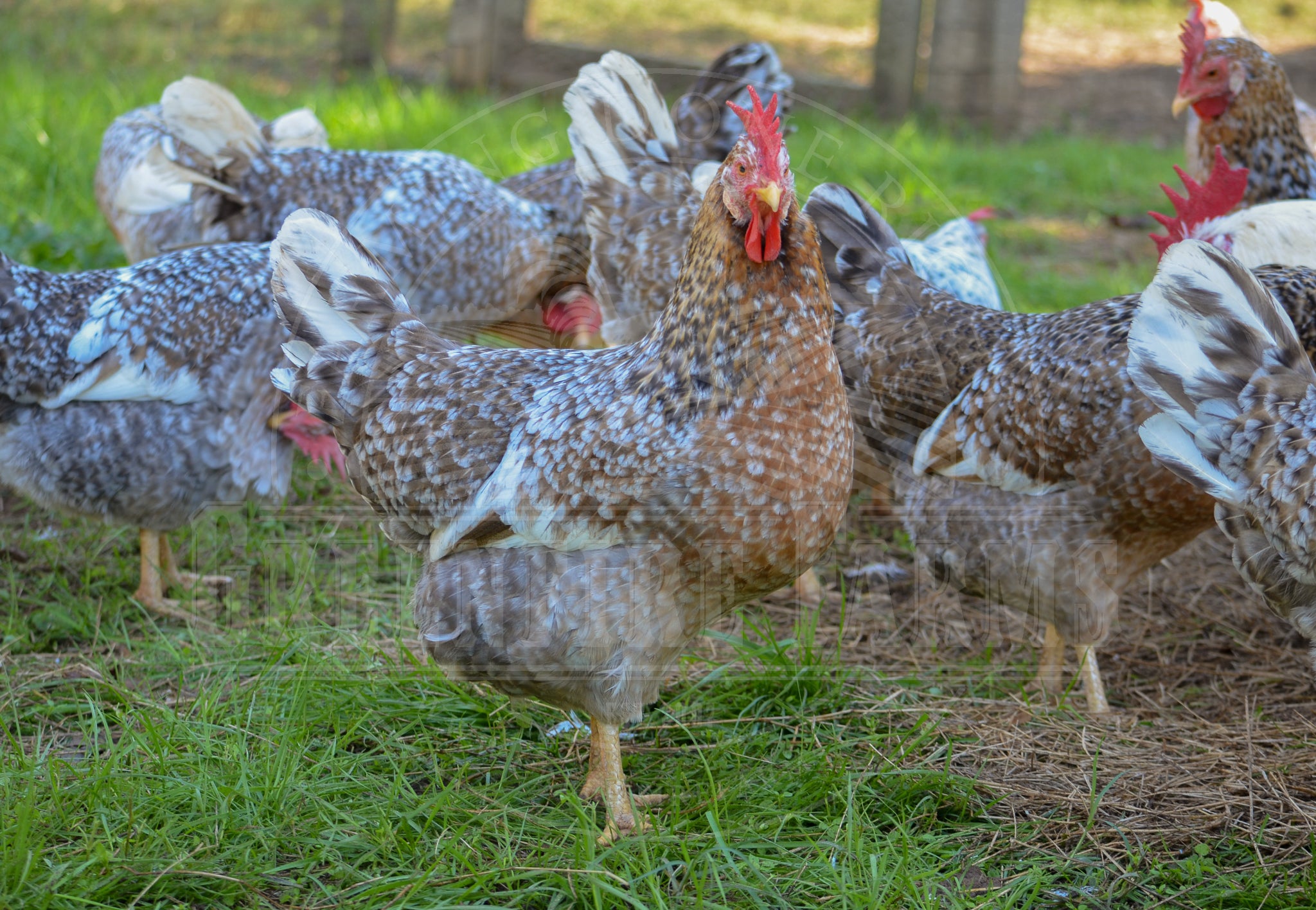 55 Flowery Hen