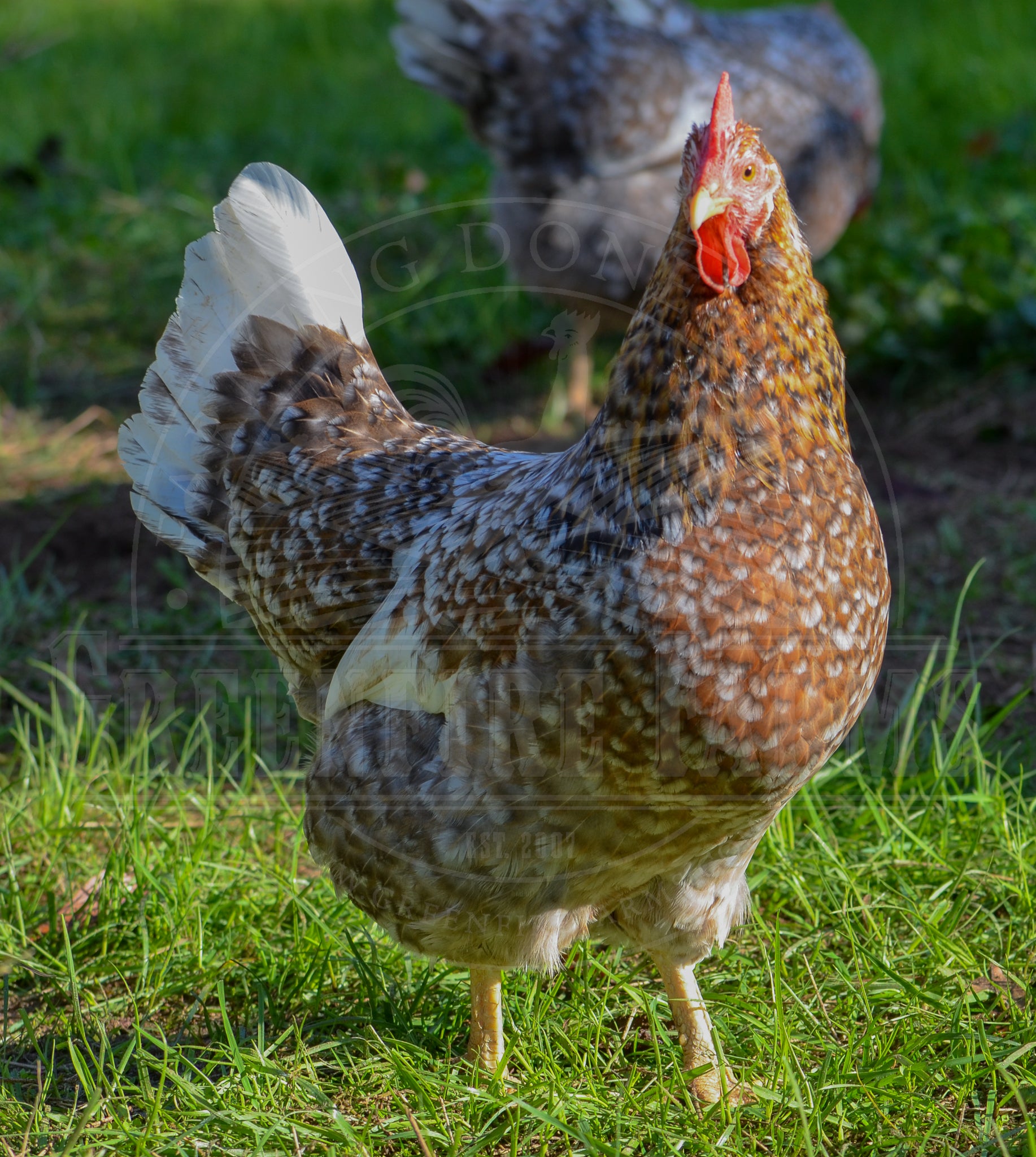 55 Flowery Hen