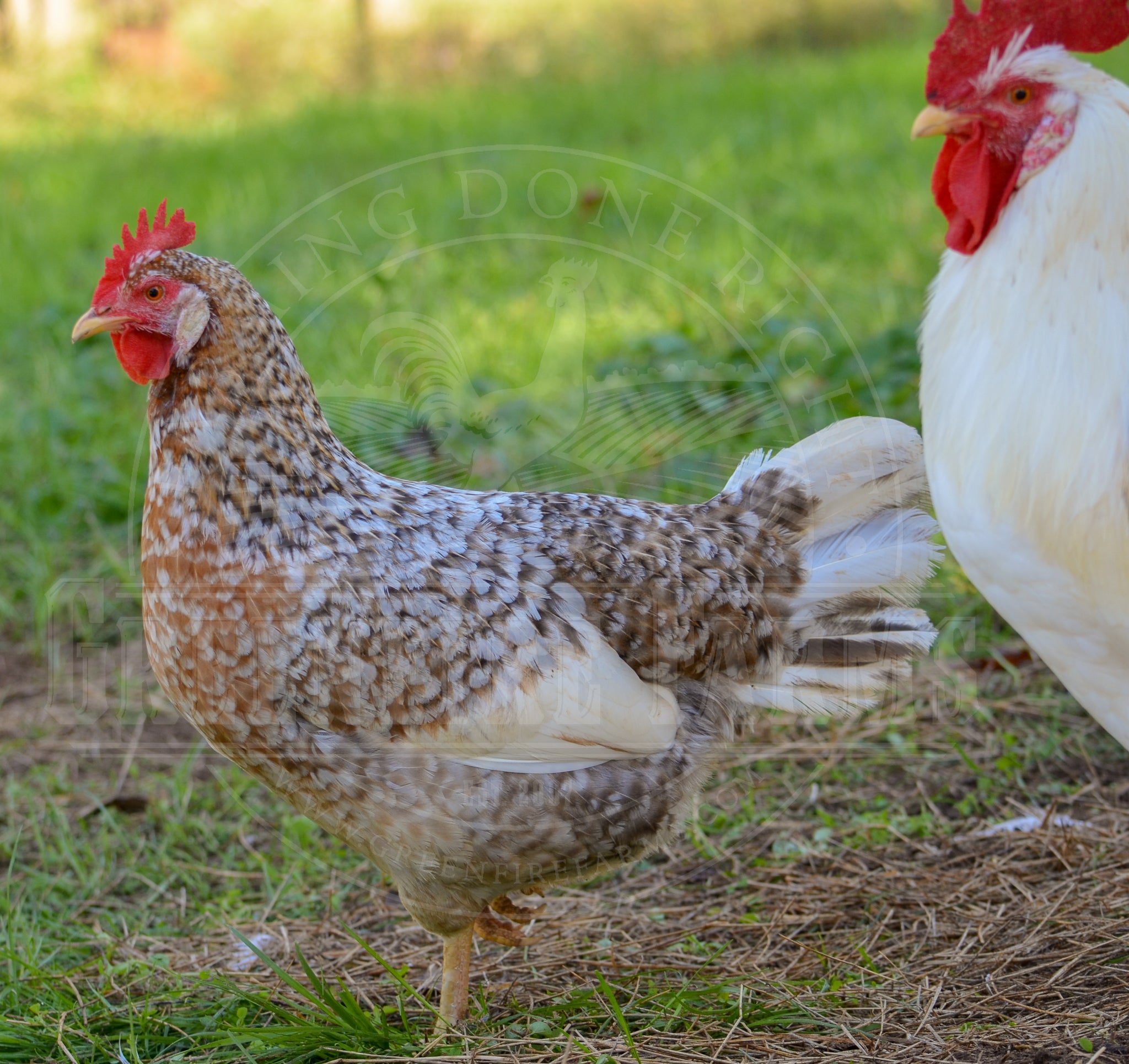 55 Flowery Hen