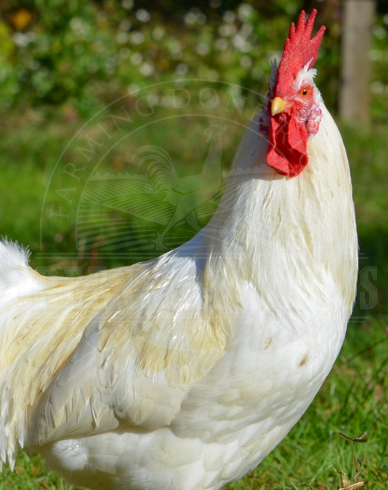 55 Flowery Hen