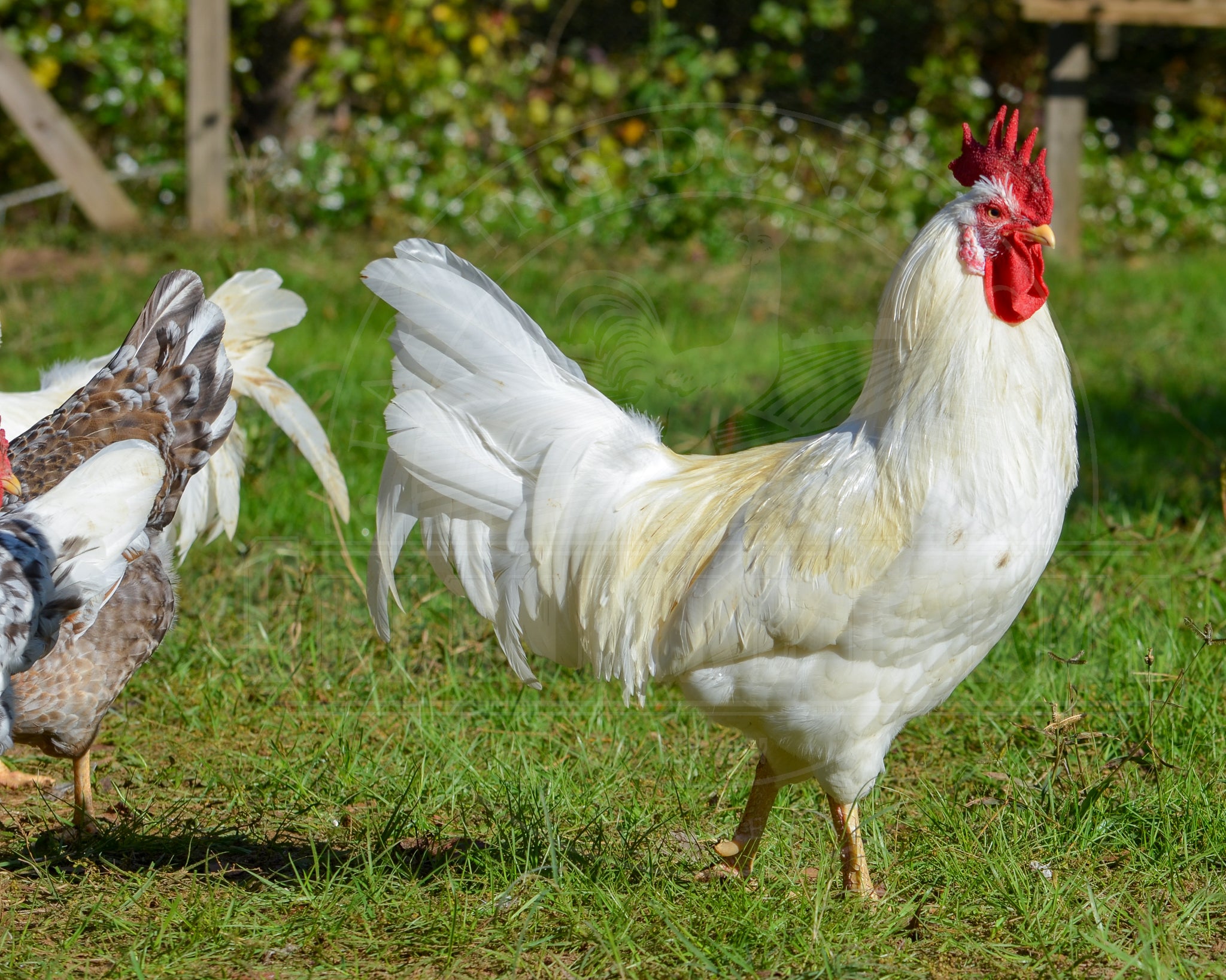 55 Flowery Hen
