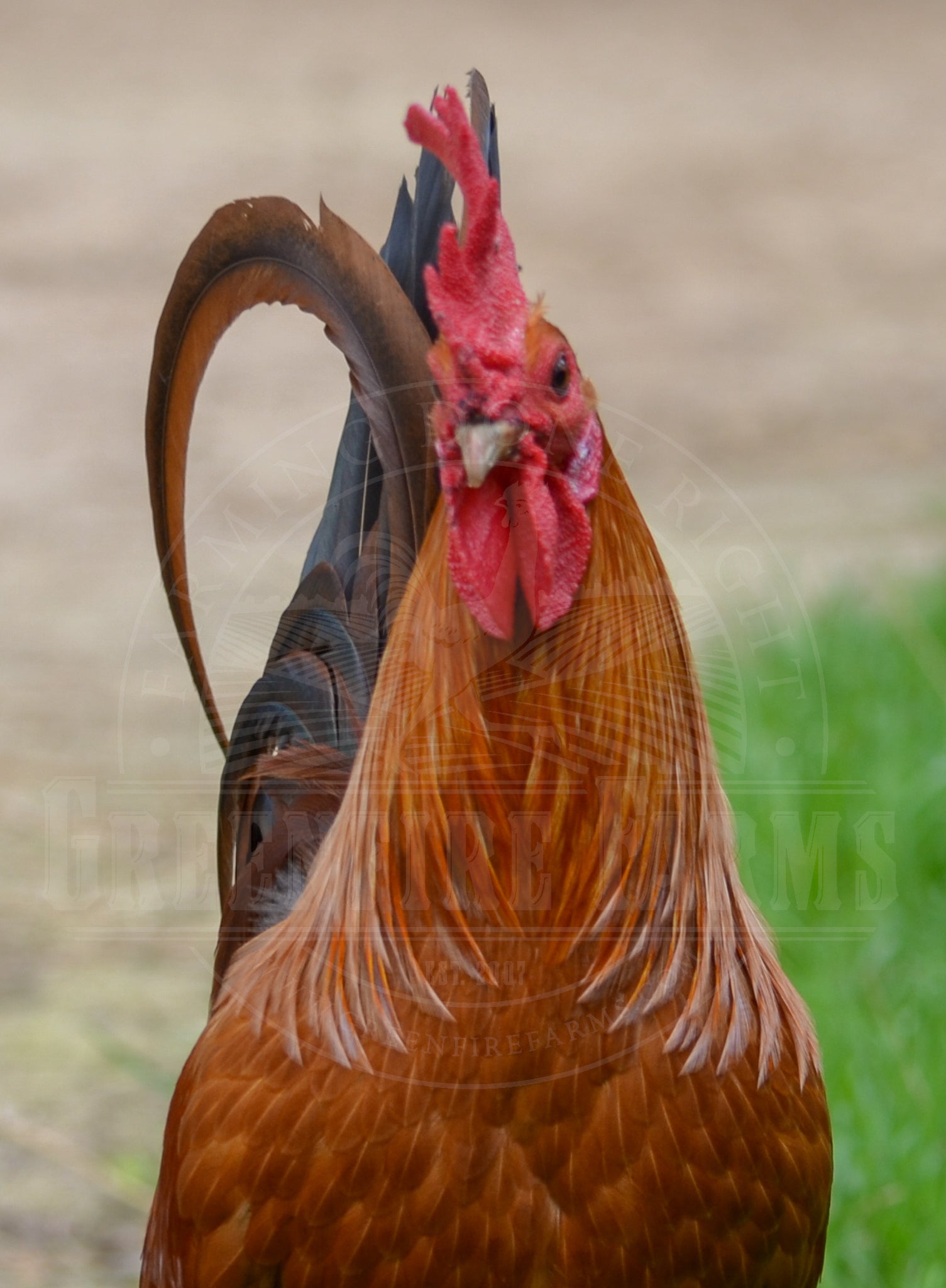 Ginger Oxford Game