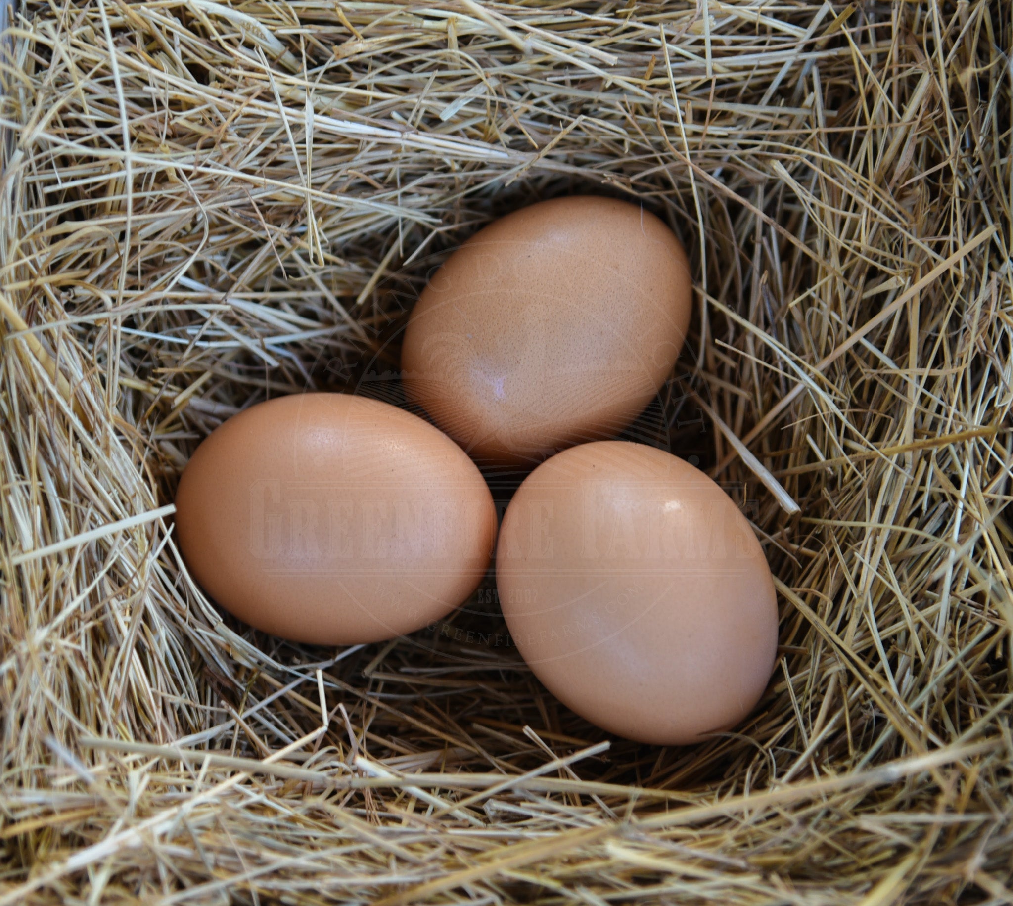 Silver Laced Barnevelder